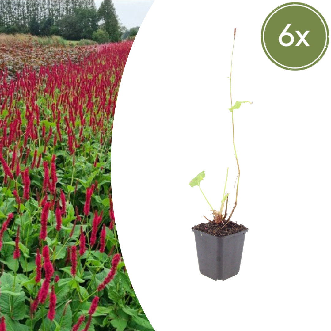 Persicaria amplexicaulis ‘Blackfield’ (Kerzen-Knöterich)