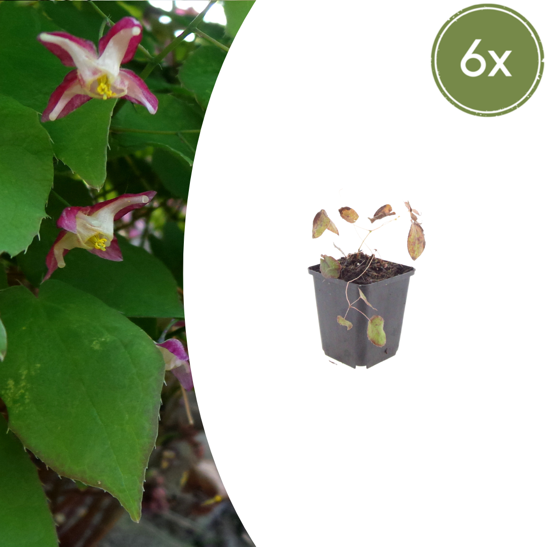 Epimedium × rubrum (Elfenblume)
