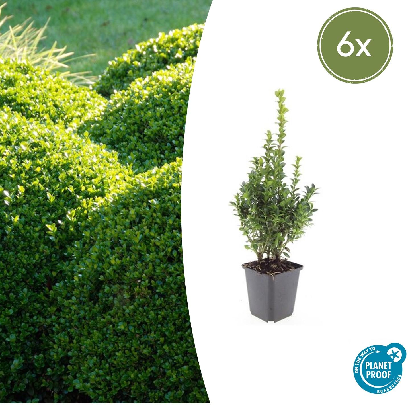 Buxus sempervirens (Gewöhnlicher Buchsbaum)