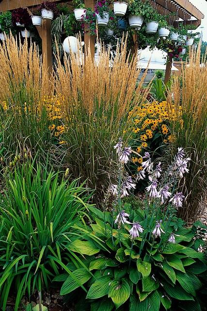 Reitgras ‘Karl Foerster’ (Calamagrostis acutiflora)