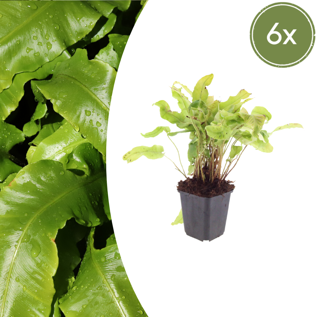 Asplenium scolopendrium (Hirschzungenfarn)