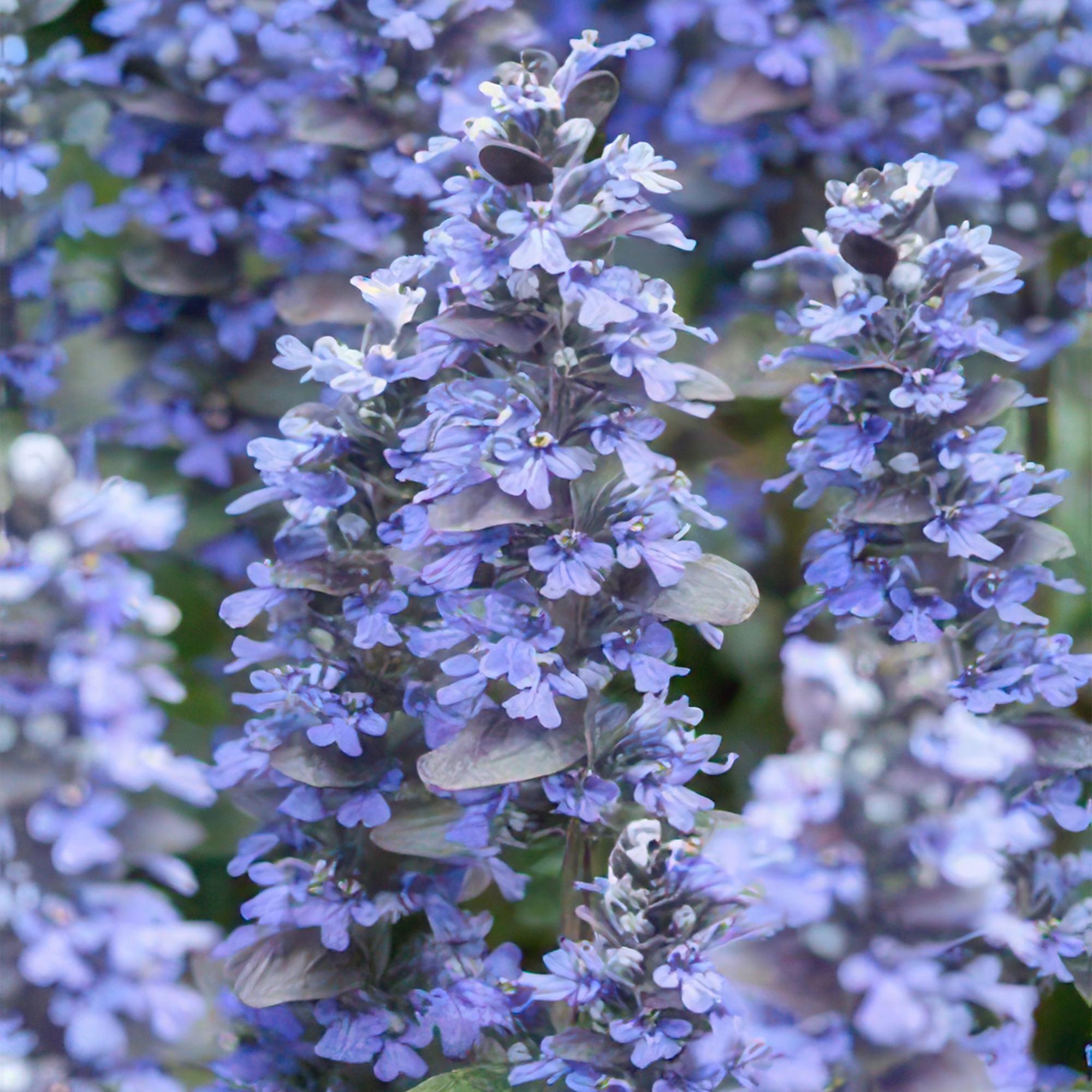 Ajuga reptans (Kriechender Günsel)