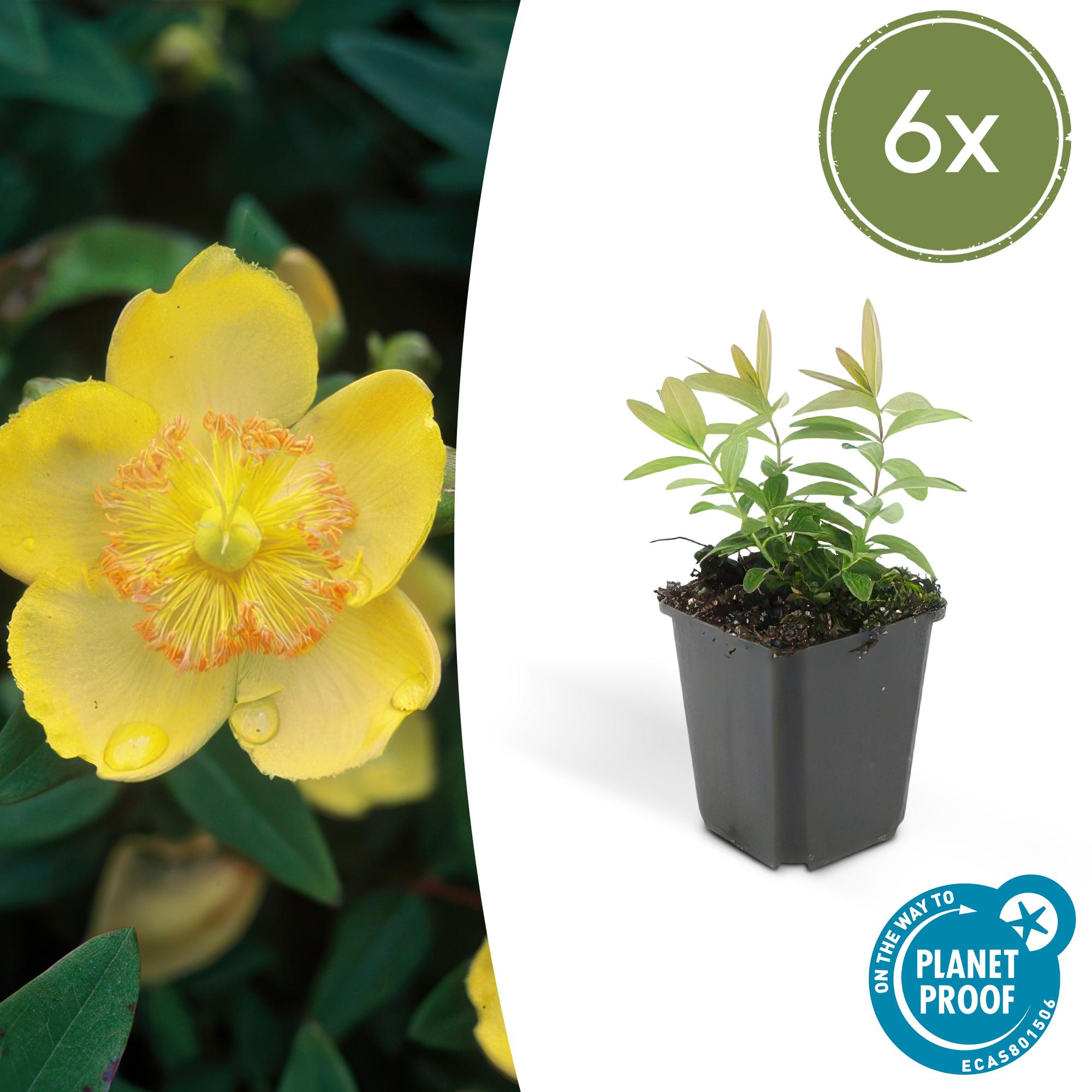 Johanniskraut (Hypericum calycinum)