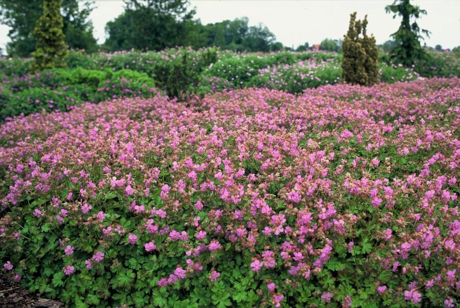 Storchschnabel ‘Cambridge’ (Geranium cantabrigiense)