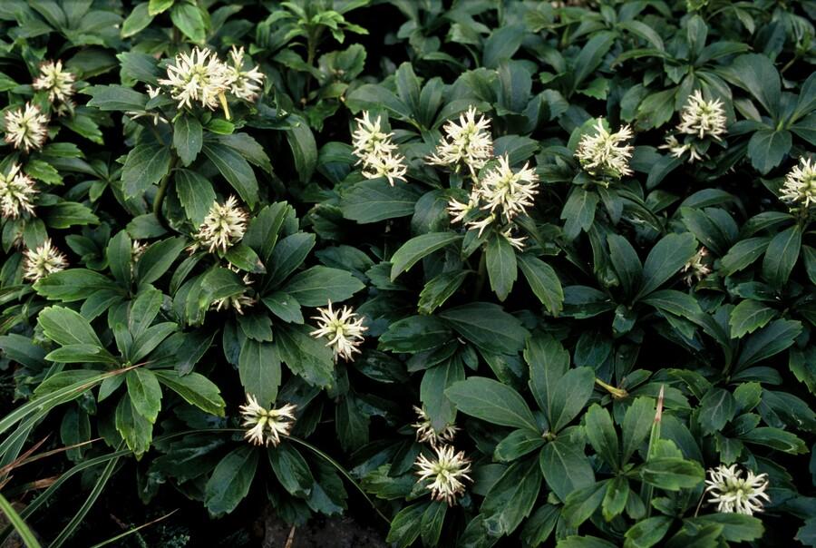 Pachysandra terminalis ‘Green Sheen’ (Dickmännchen)