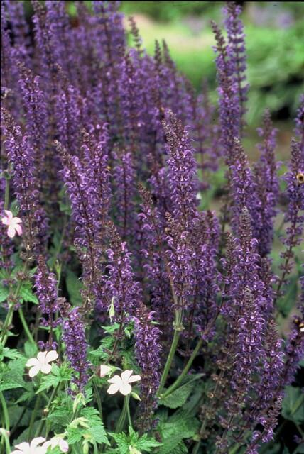 Steppen-Salbei ‘Mainacht’ (Salvia nemorosa)