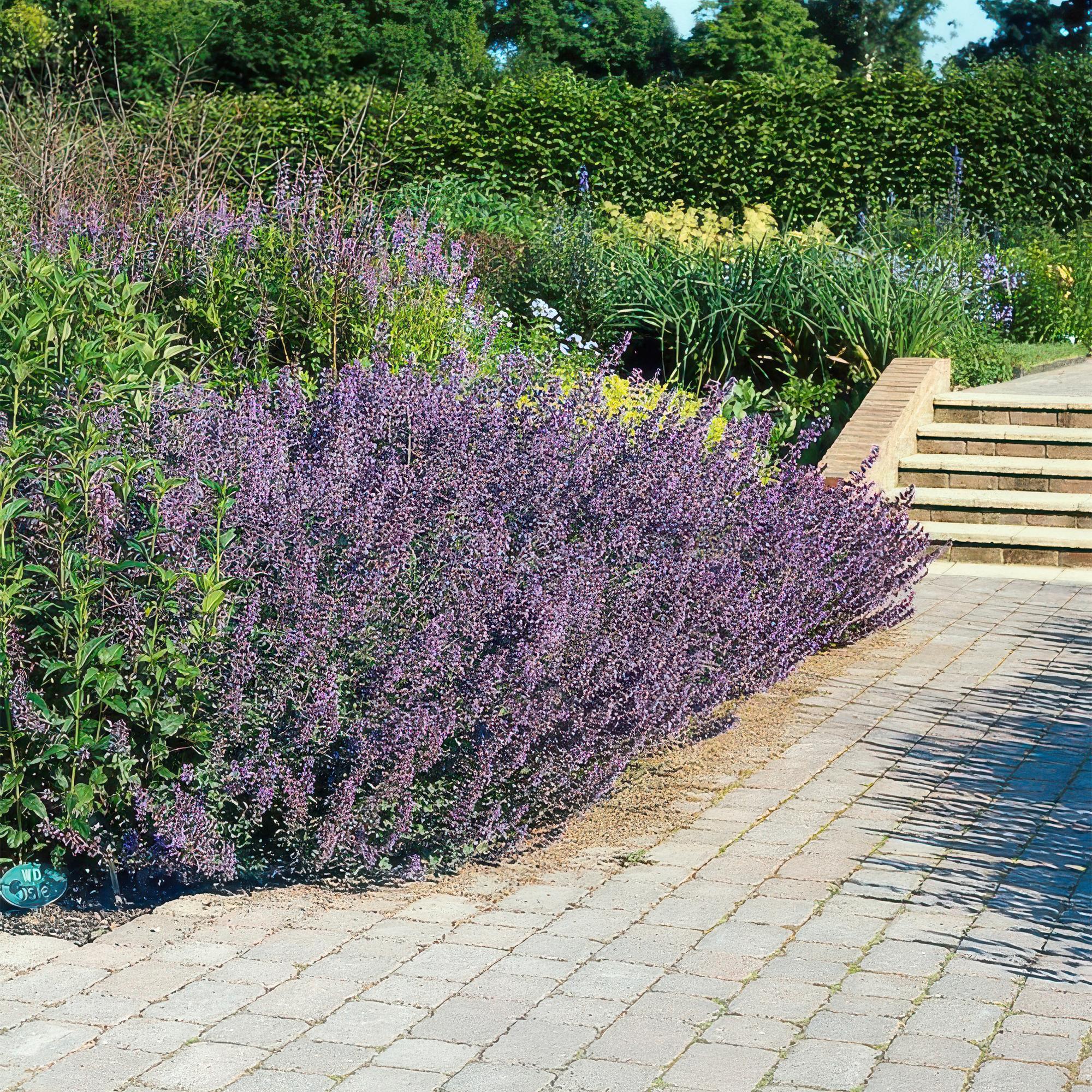 Katzenminze ‘Six Hills Giant’ (Nepeta)