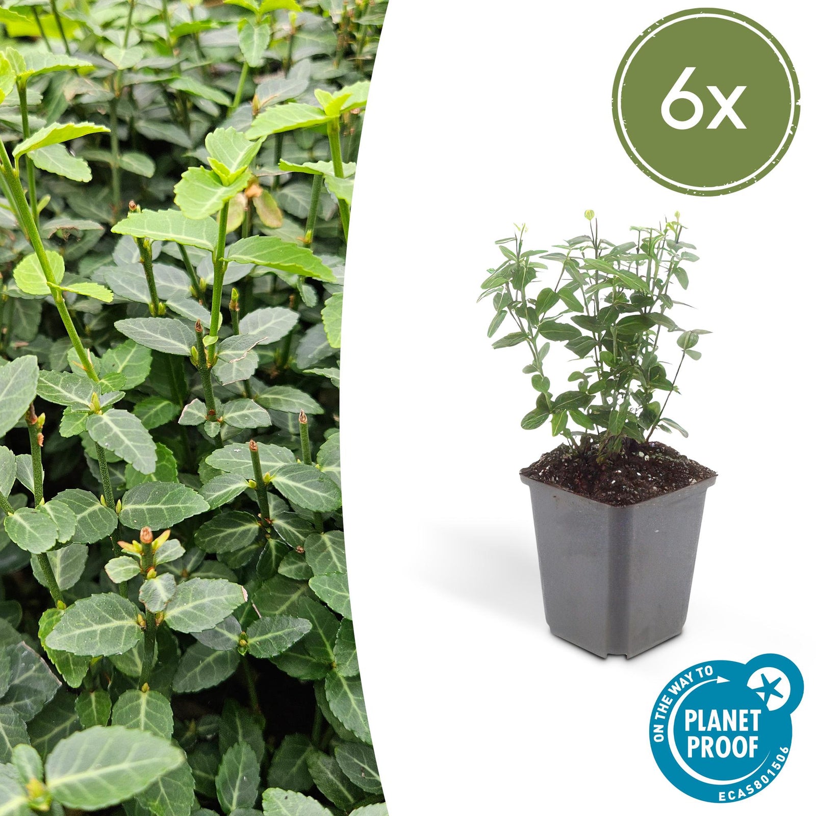 Euonymus fortunei ‘Radicans’ (Kriechspindel)