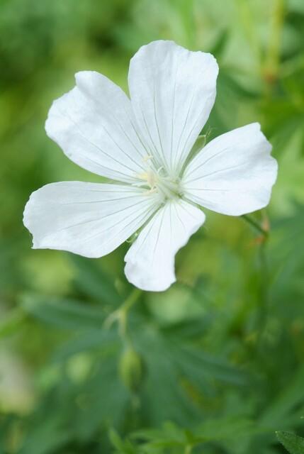 Blut-Storchschnabel ‘Album’ (Geranium sanguineum)