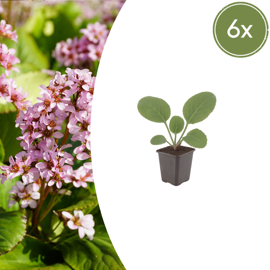 Bergenia cordifolia (Herzblatt-Bergenie)