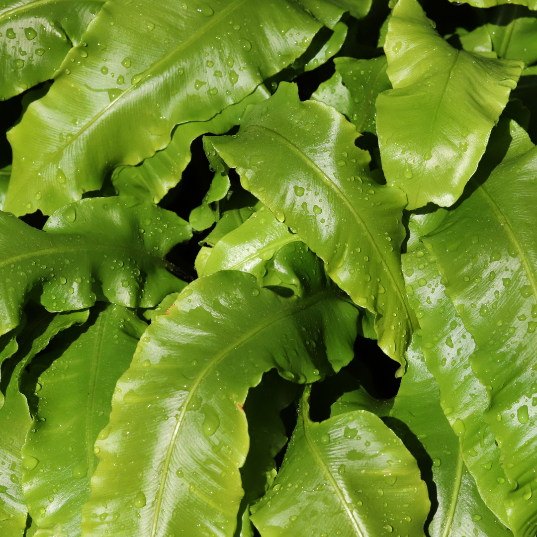 Asplenium scolopendrium (Hirschzungenfarn)