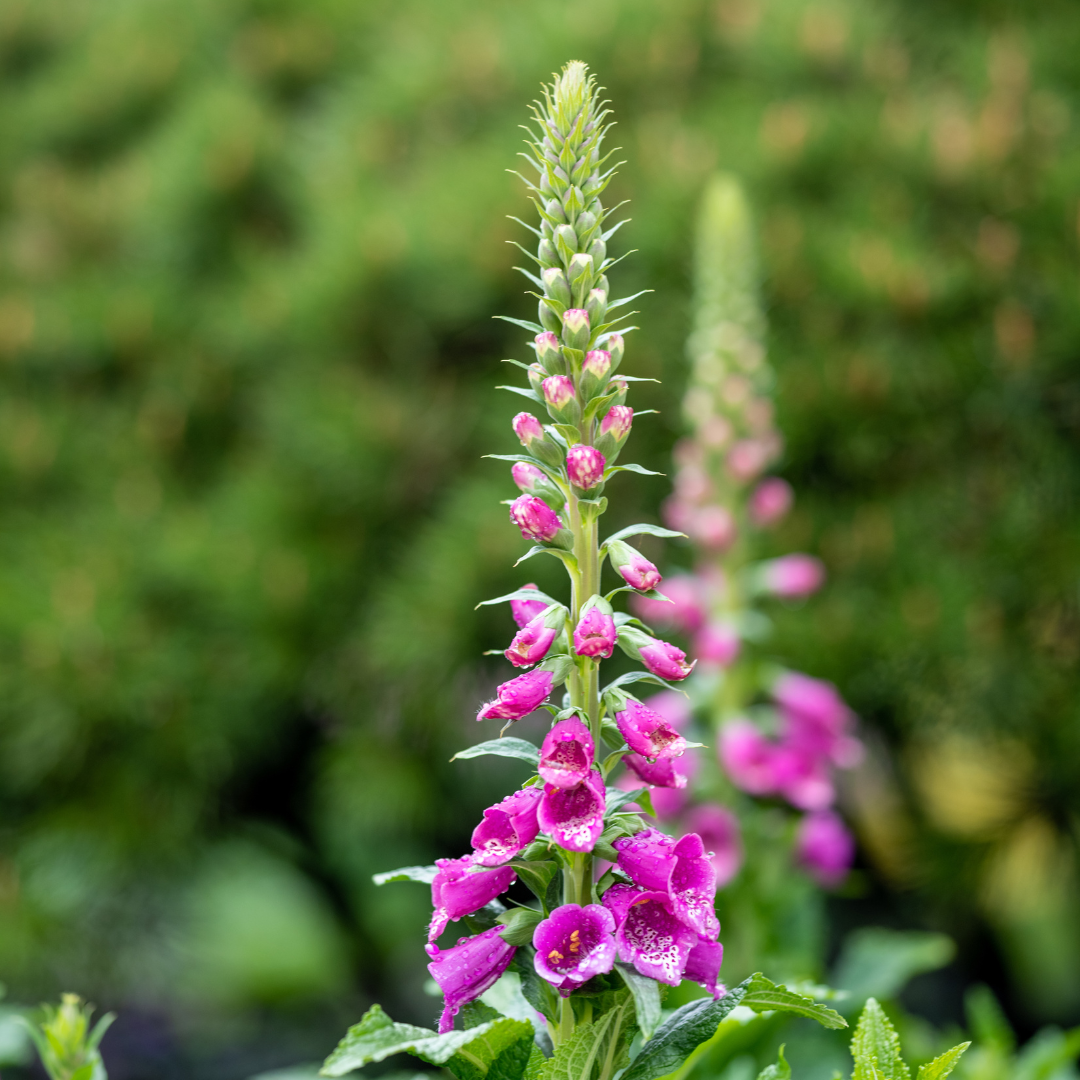Digitalis purpurea (Fingerhut)