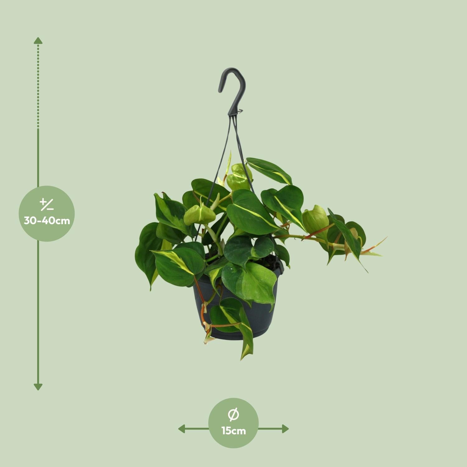 Philodendron Scandens Brasil - ↕35cm - Ø15cm
