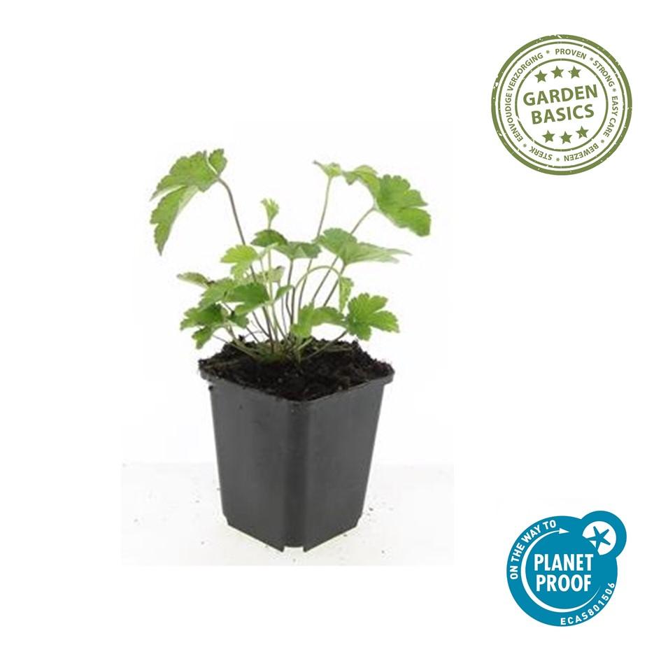 Herbst-Anemone ‘Robustissima’ (Anemone tomentosa)