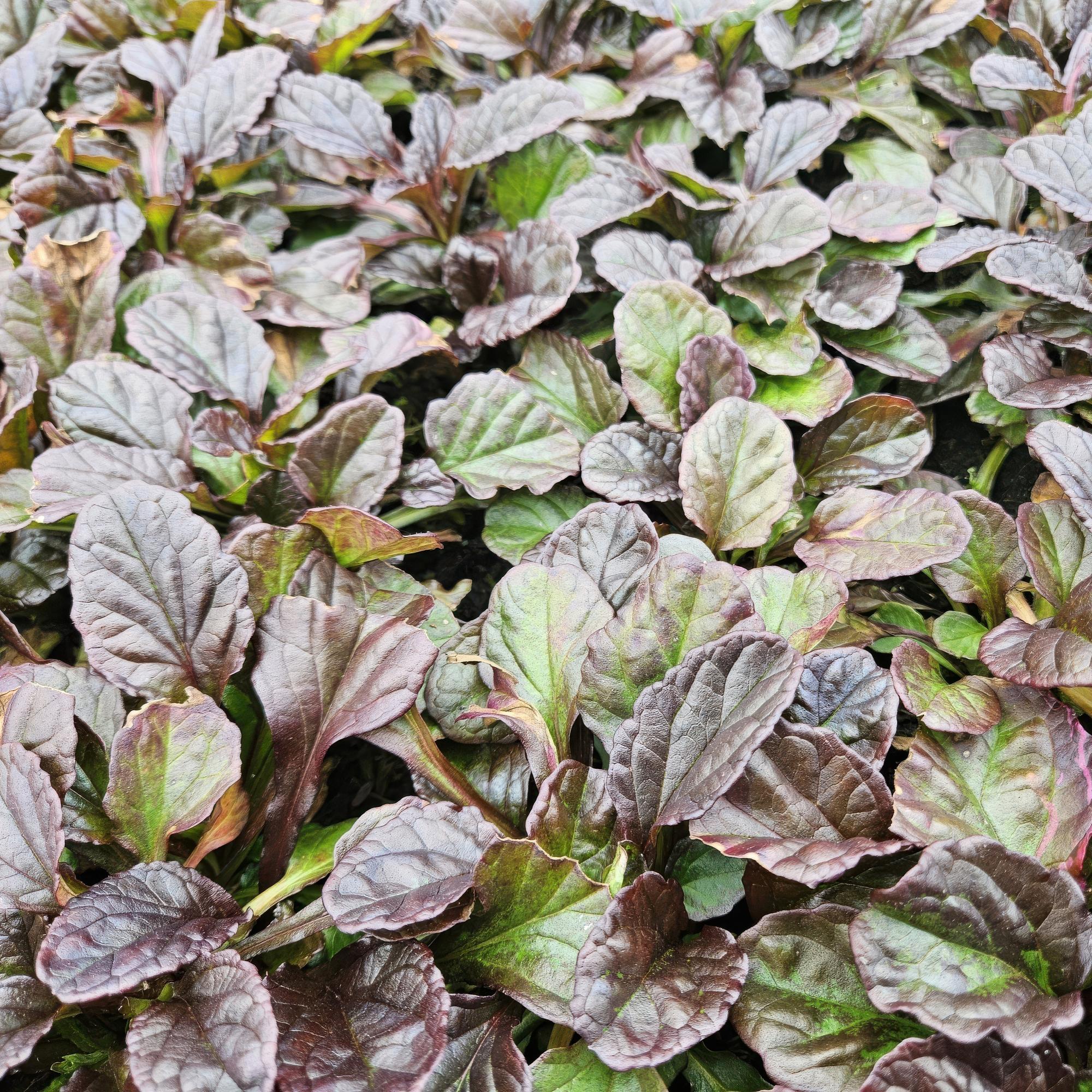 Ajuga reptans (Kriechender Günsel)