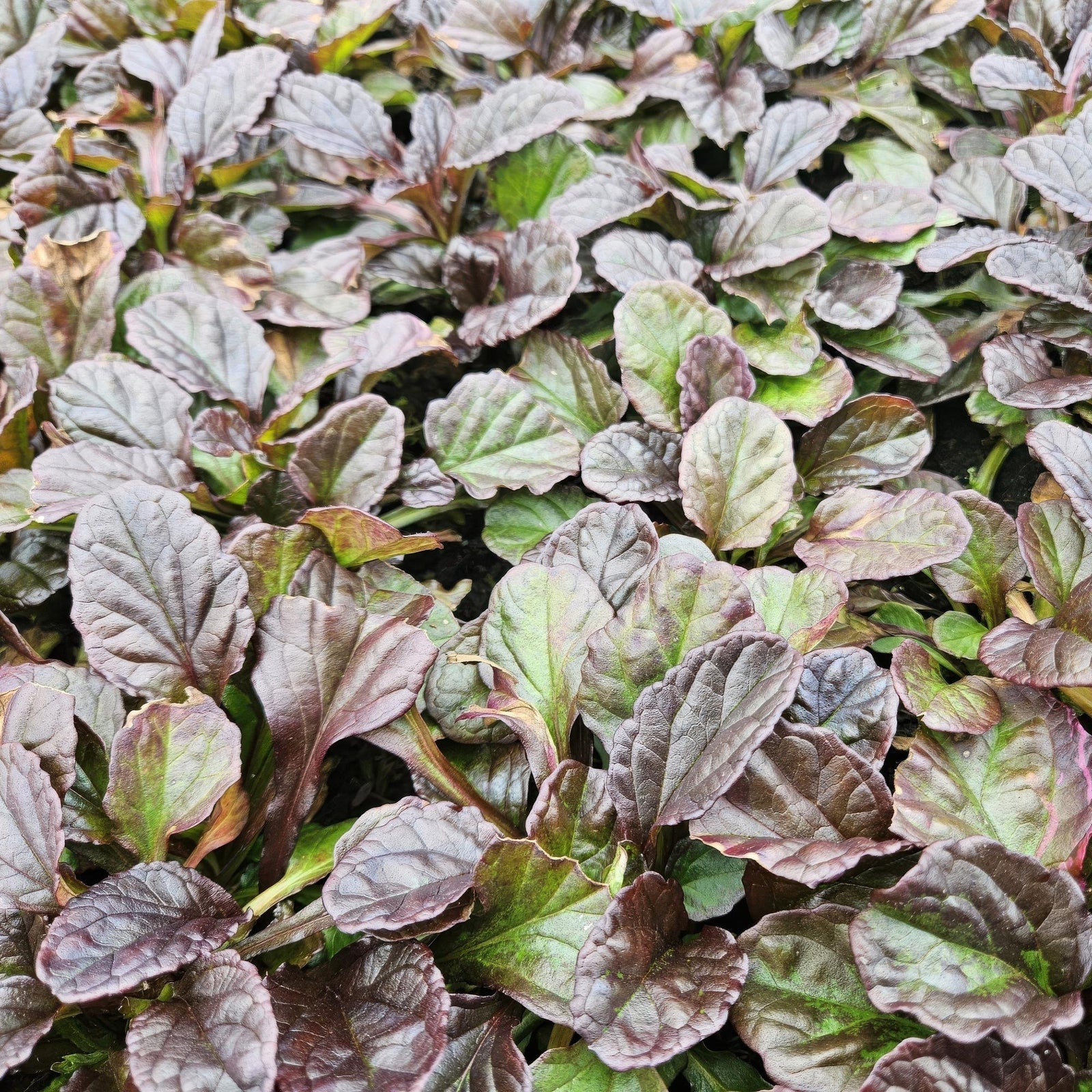Ajuga reptans (Kriechender Günsel)