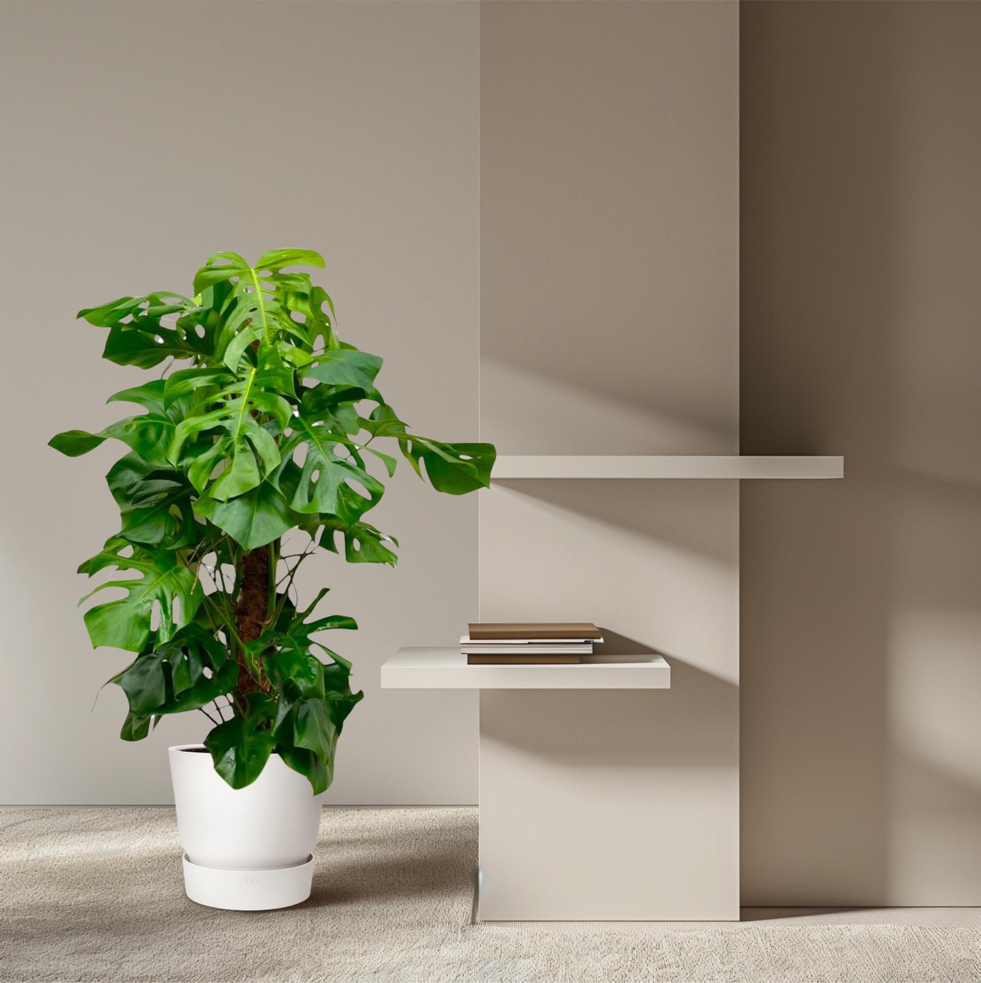 Noor - Monstera Deliciosa - 55 - 200 cm / ⌀14 - ⌀50