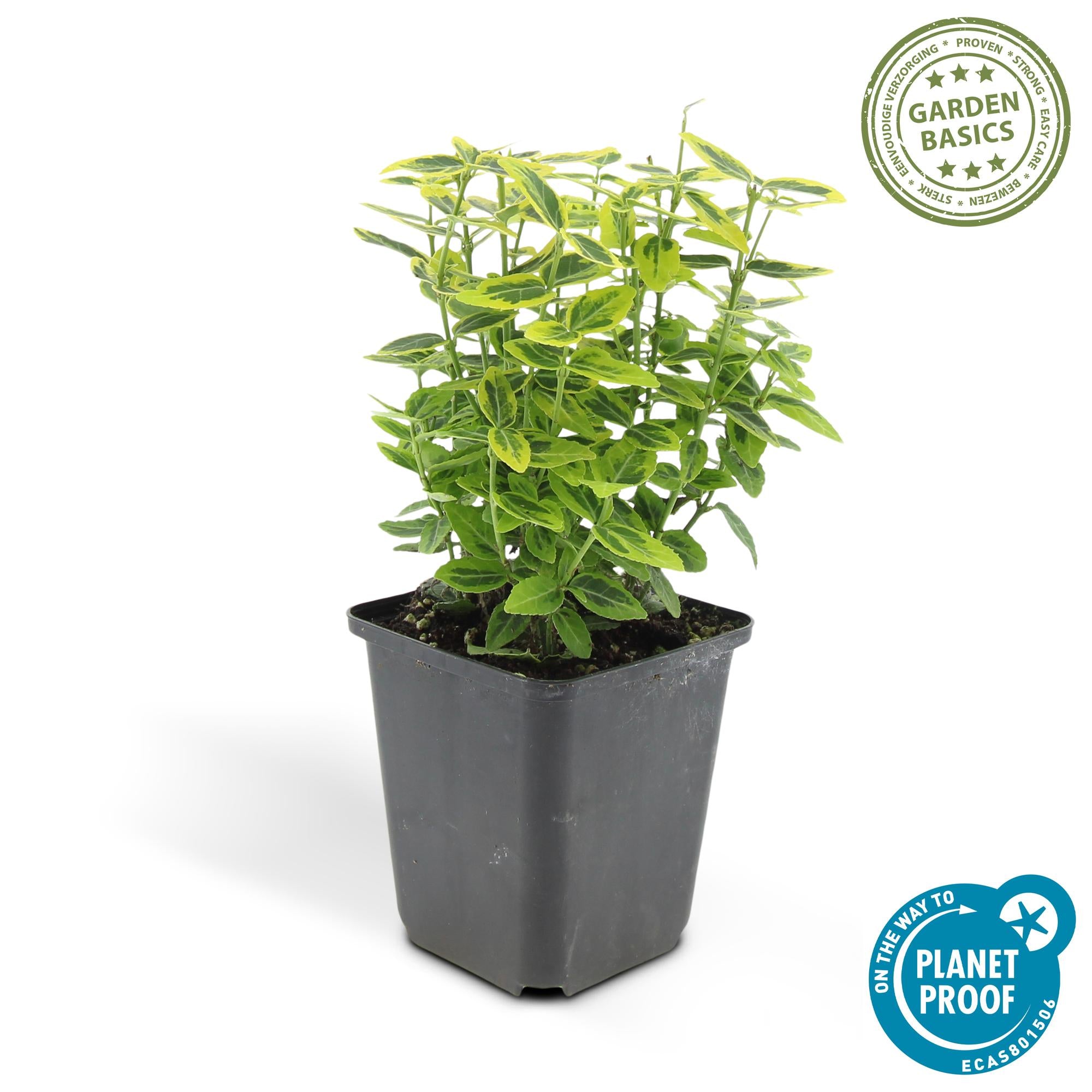 Kriechspindel ‘Emerald ’n Gold’ (Euonymus fortunei)