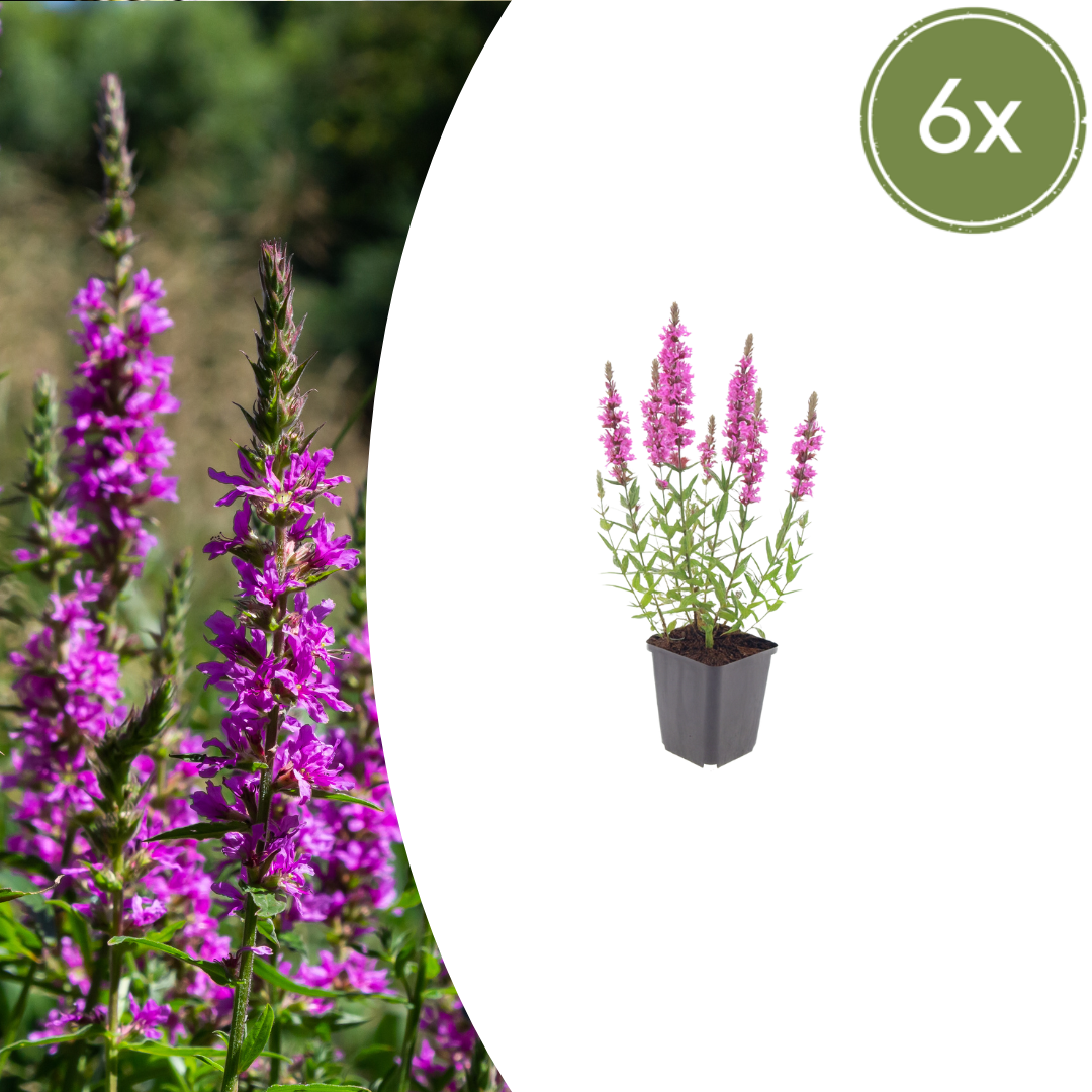 Lythrum salicaria (Blutweiderich)