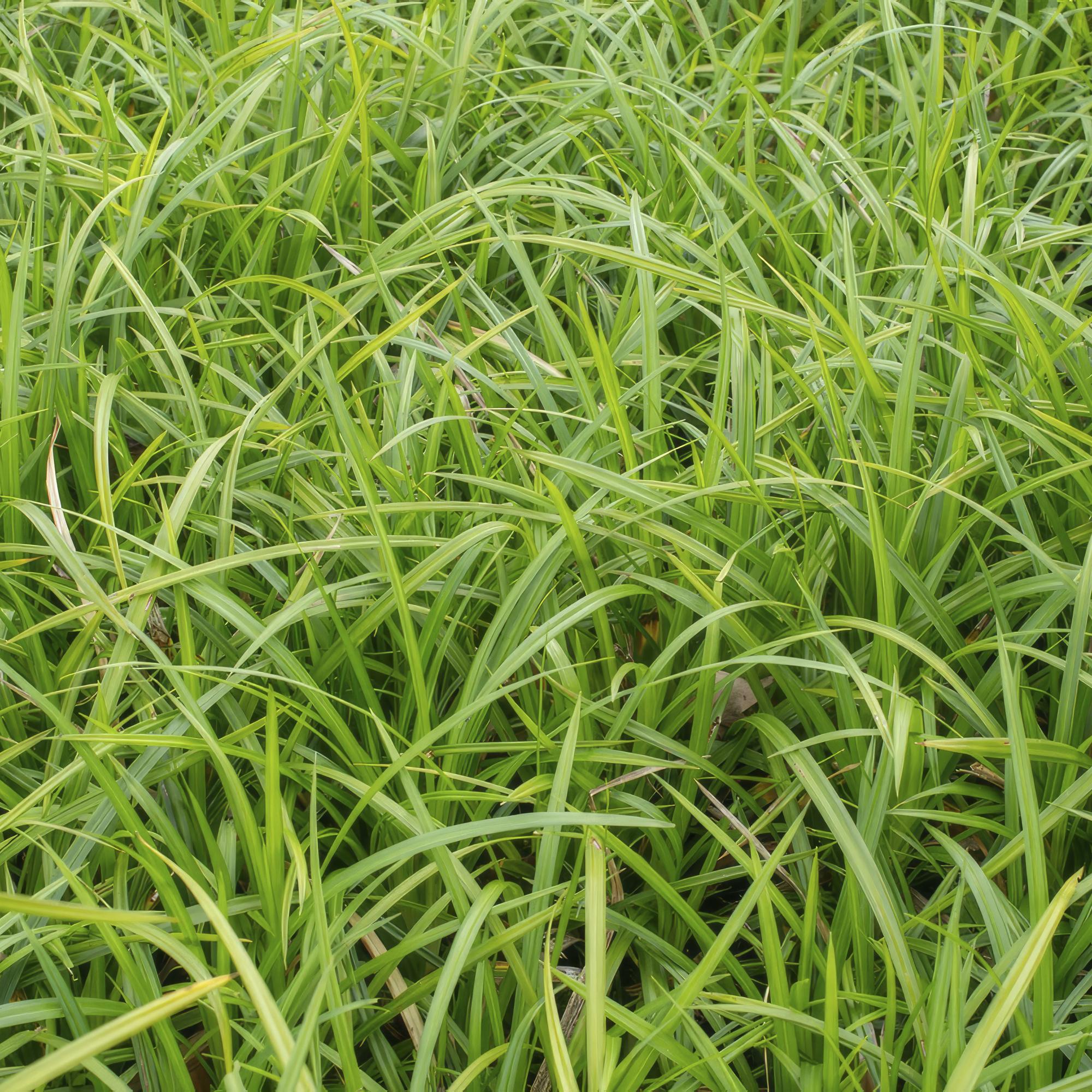 Carex morrowii ‘Irish Green’ (Japan-Segge)
