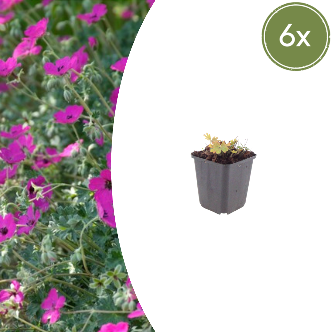 Geranium sanguineum 'Max Frei' (Blut-Storchschnabel)