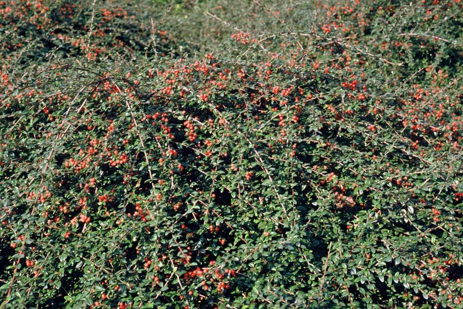 Zwergmispel ‘Coral Beauty’ (Cotoneaster suecicus)