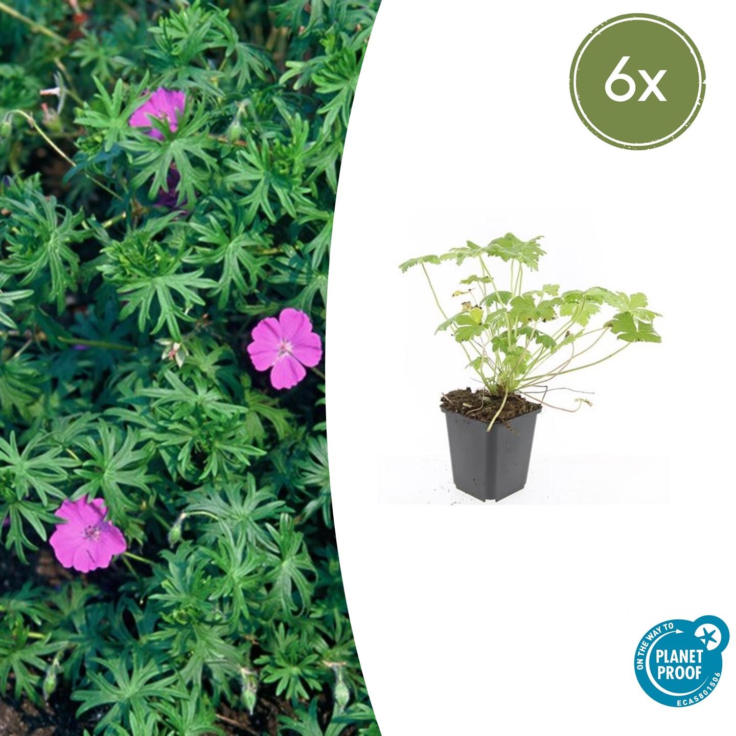 Geranium ‘Tiny Monster’ (Storchschnabel)