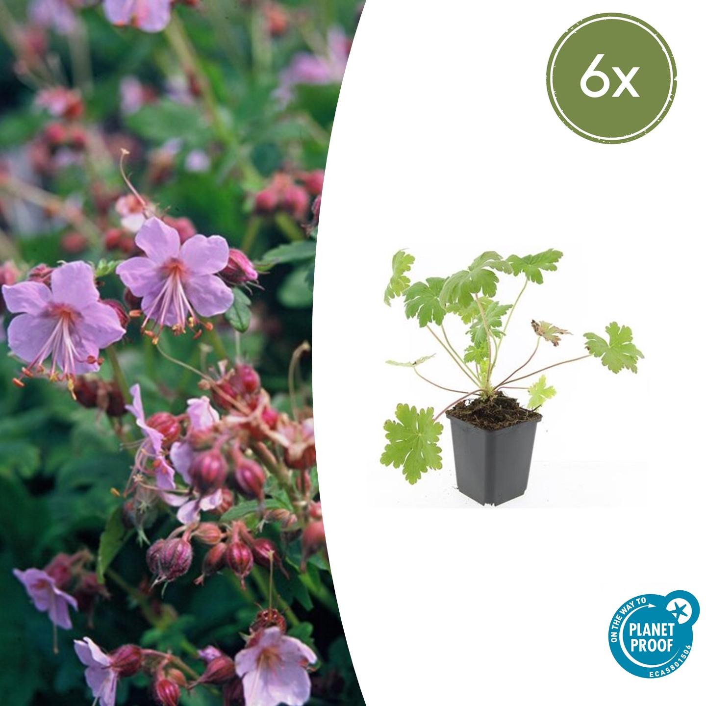 Duft-Storchschnabel ‘Ingwersen’s Varietät’ (Geranium macrorrhizum)