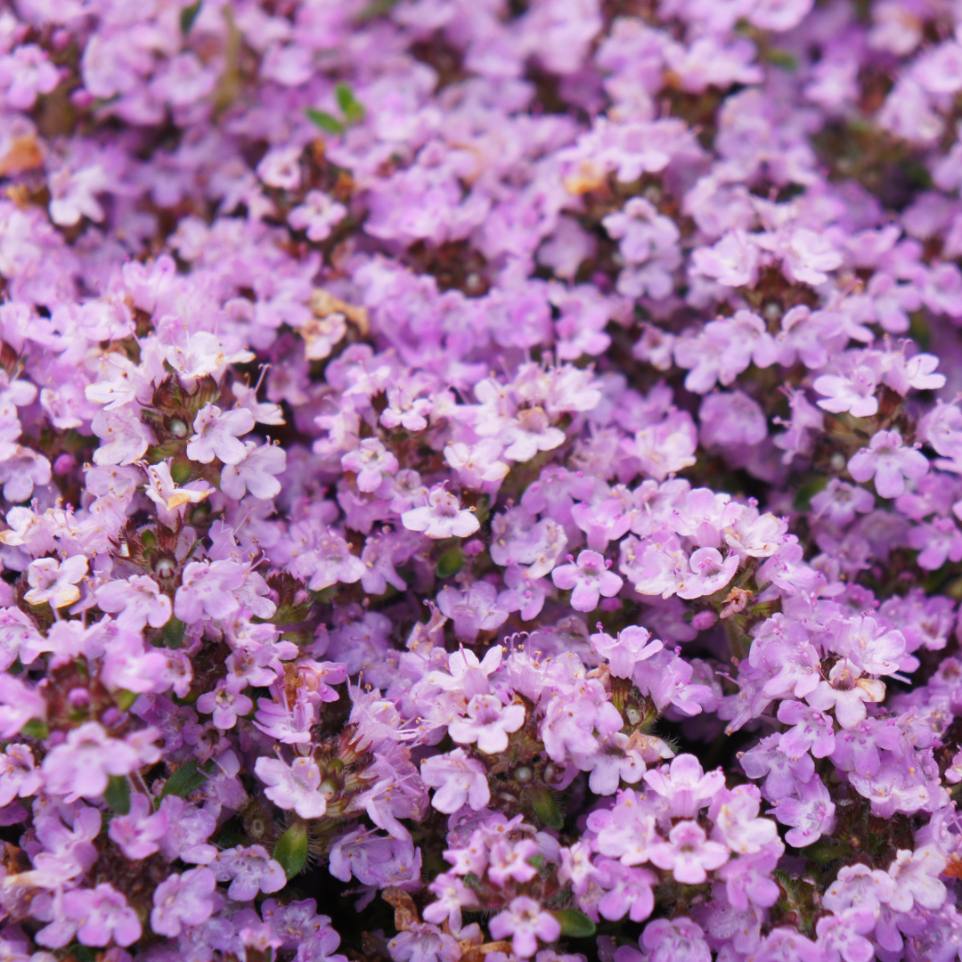 Thymus praecox ‘Purple Beauty’ (Polster-Thymian)