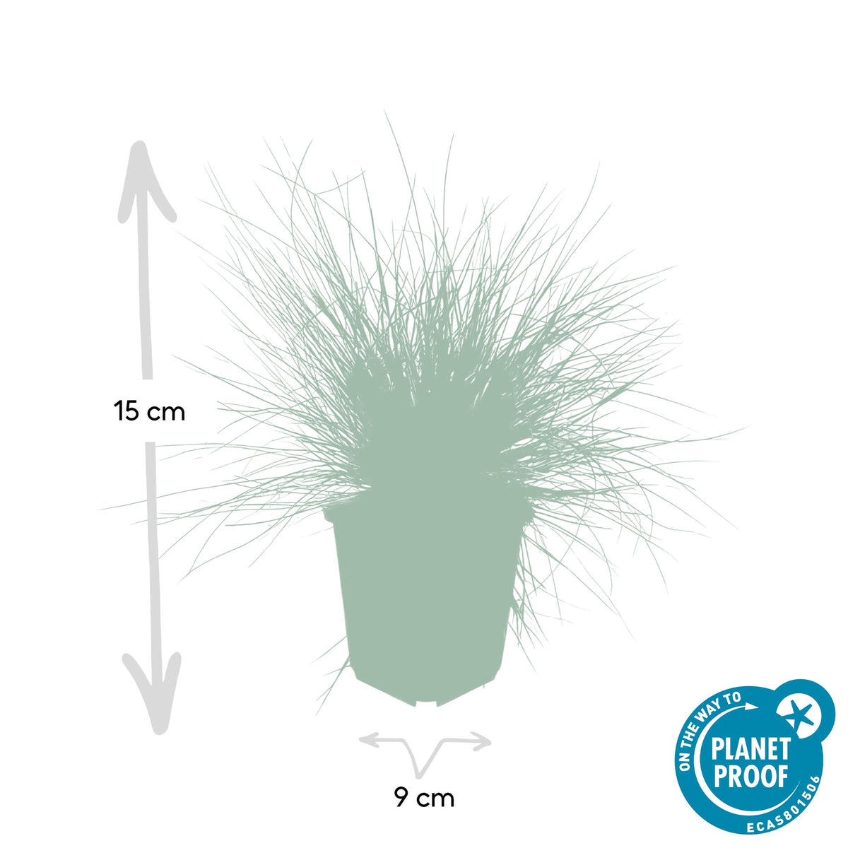Blau-Schwingel (Festuca glauca)