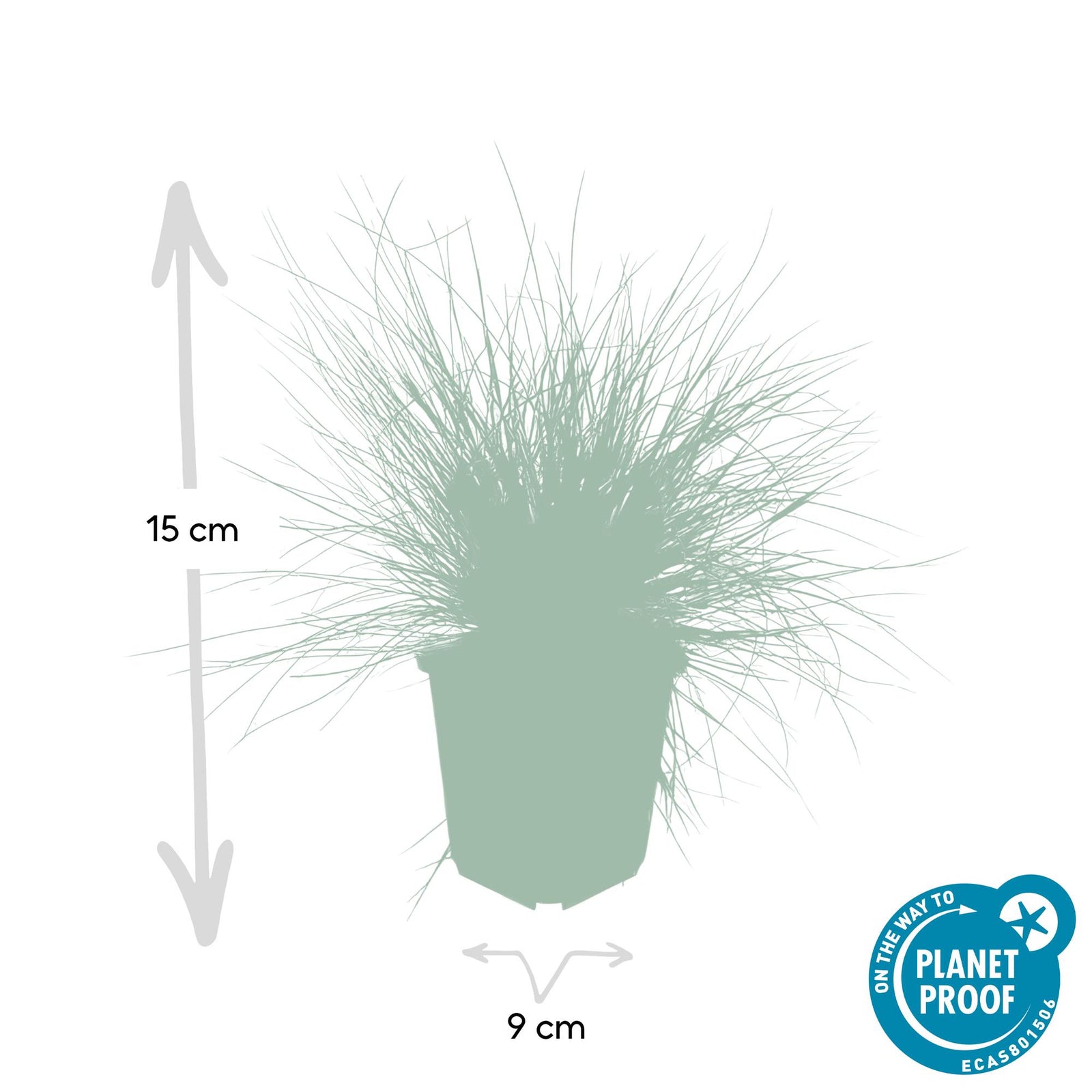 Blau-Schwingel (Festuca glauca)