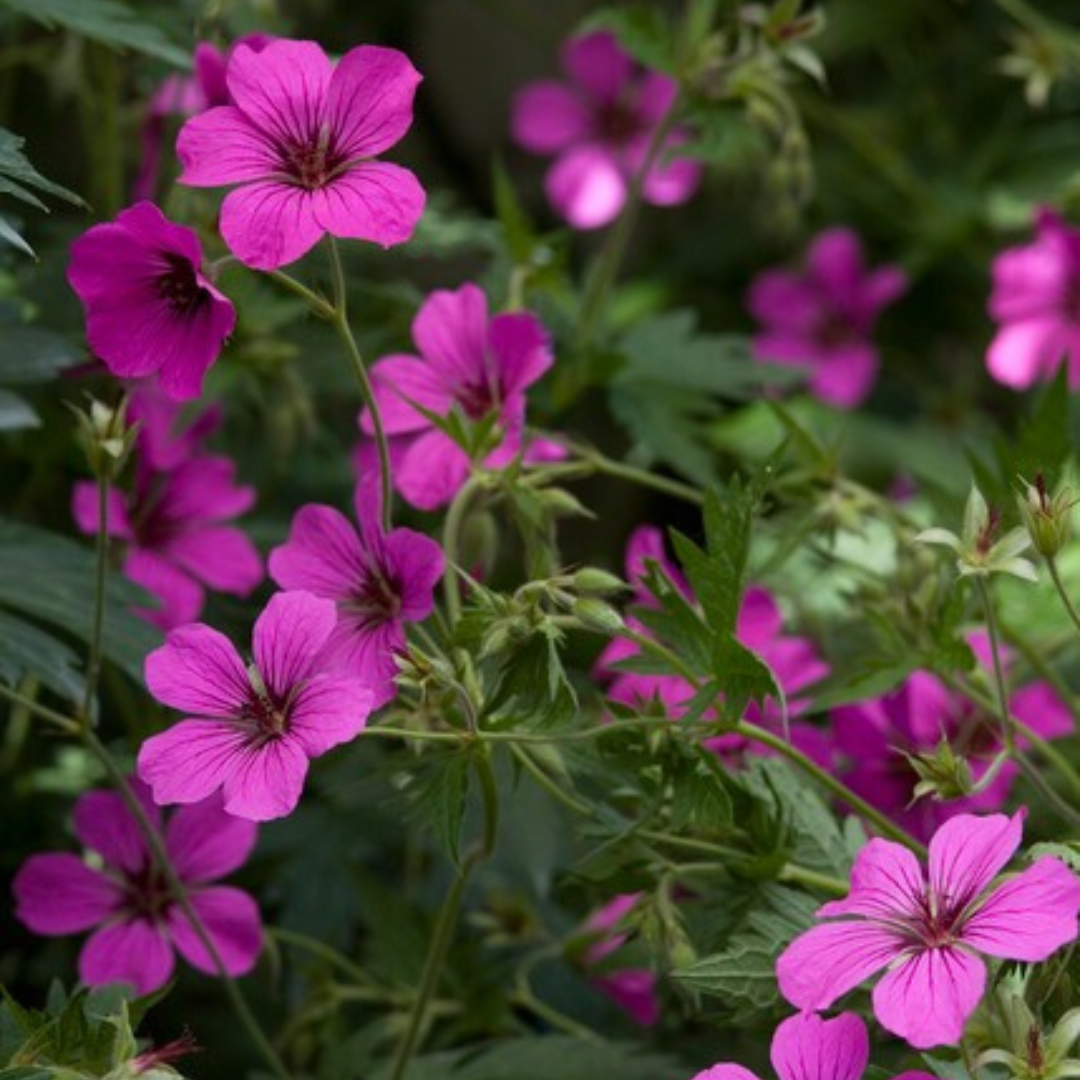 Geranium sanguineum 'Max Frei' (Blut-Storchschnabel)