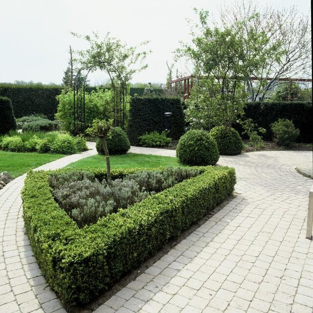 Buxus sempervirens (Gewöhnlicher Buchsbaum)