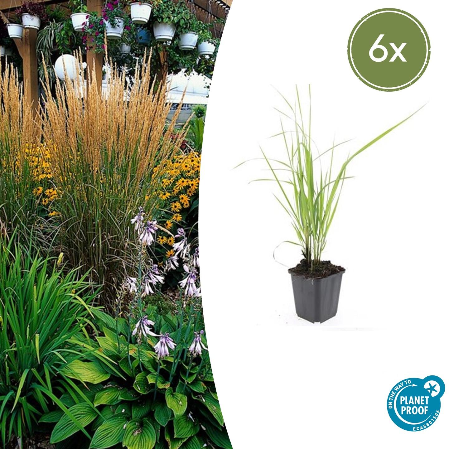 Reitgras ‘Karl Foerster’ (Calamagrostis acutiflora)