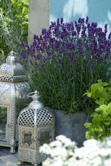 Lavandula angustifolia ‘Hidcote’ (Echter Lavendel)