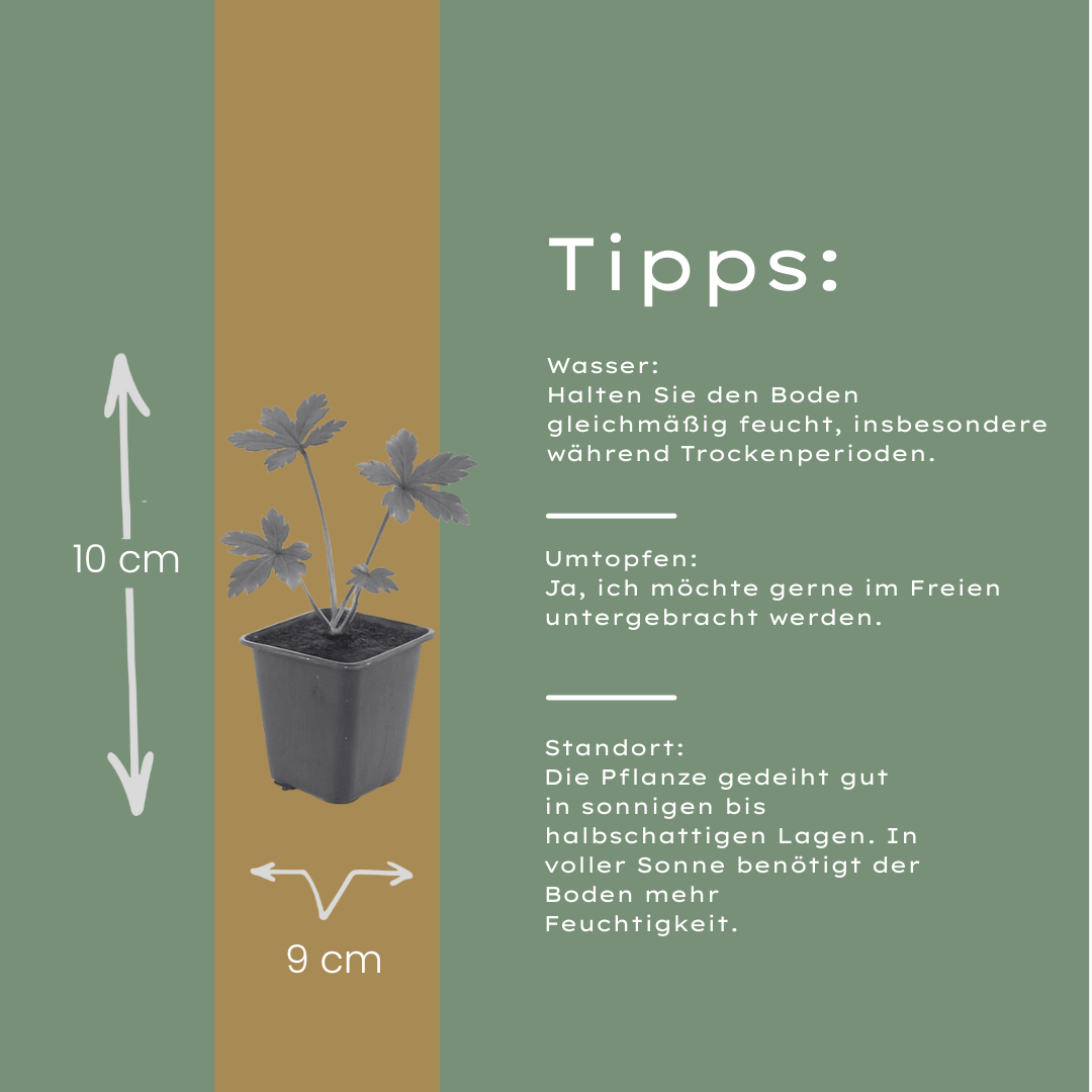 Sterndolde (Astrantia major)