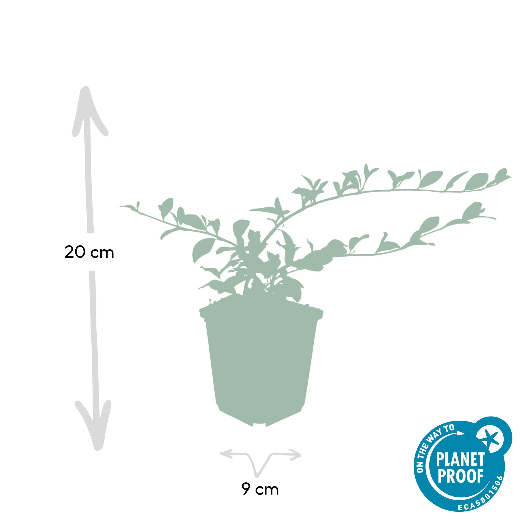 Teppich-Zwergmispel (Cotoneaster dammeri)