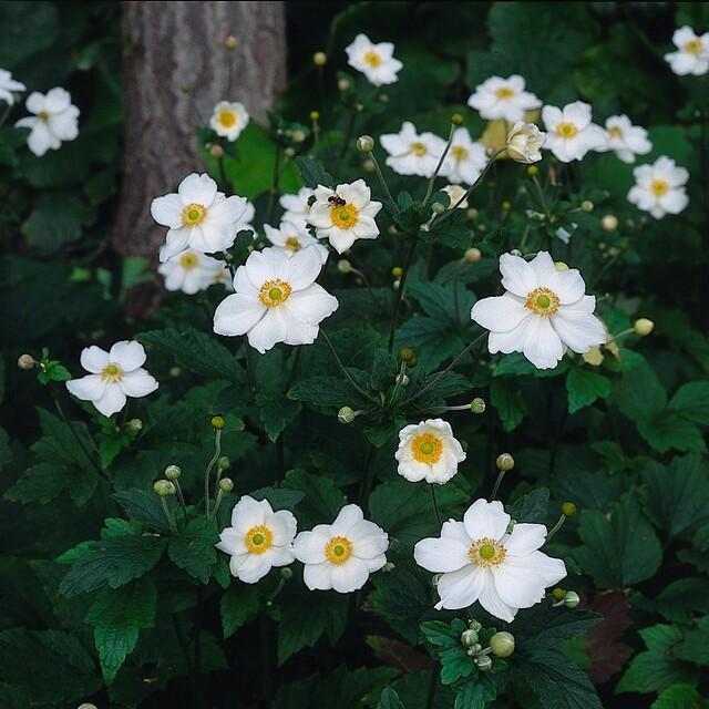 Herbst-Anemone ‘Honorine Jobert’ (Anemone hybrida)