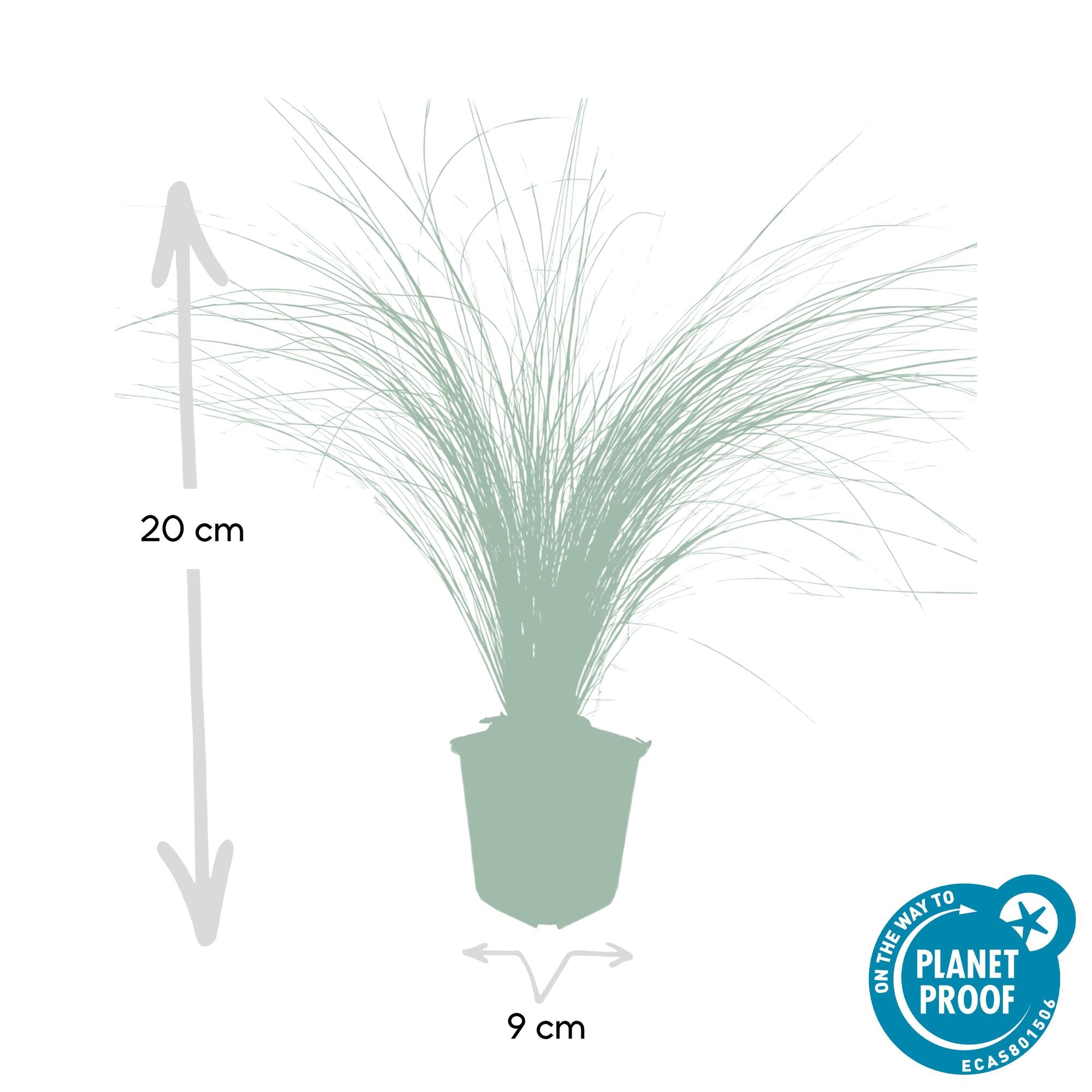 Federgras ‘Ponytails’ (Stipa tenuissima)
