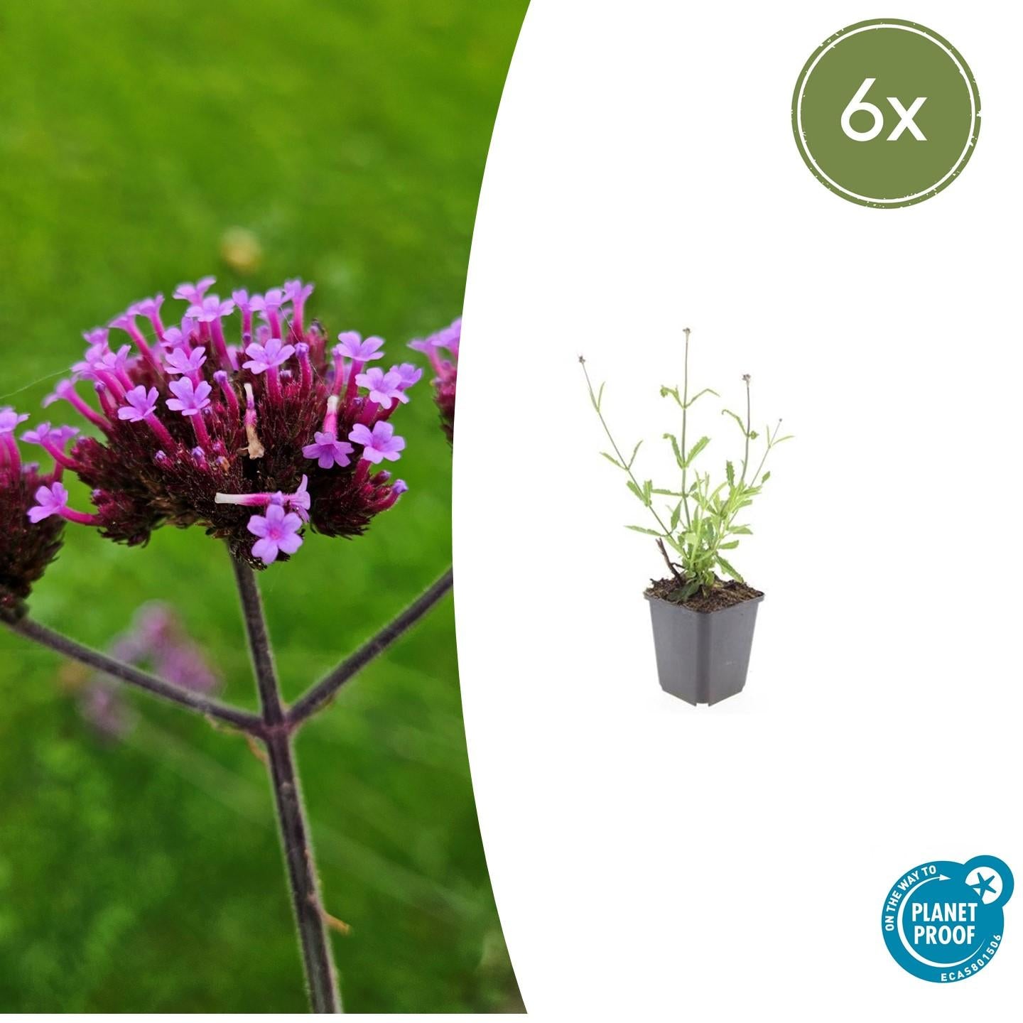 Verbena bonariensis ‘Lollipop’ (Patagonisches Eisenkraut)