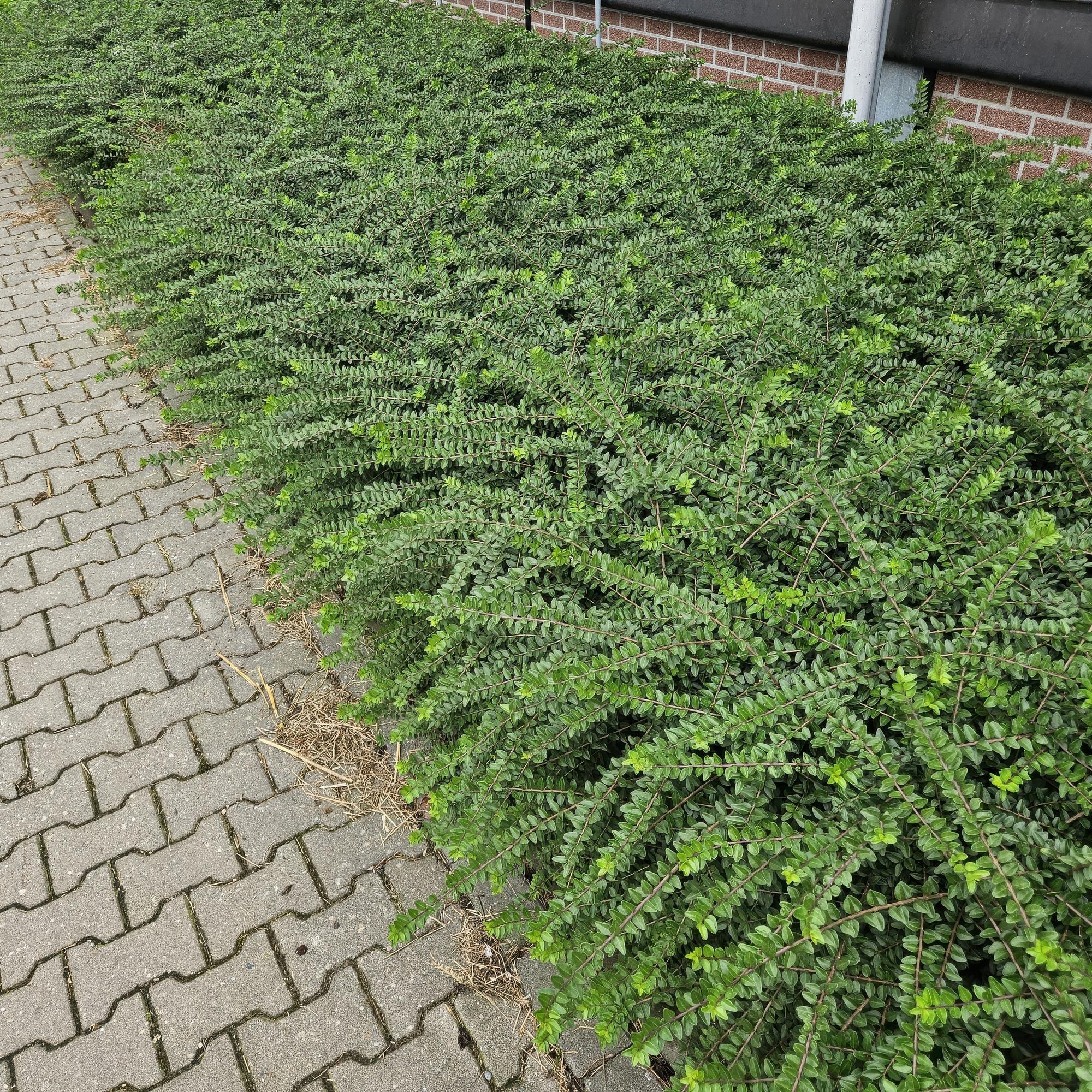 Lonicera nitida ‘Maigrün’ (Heckenmyrte)