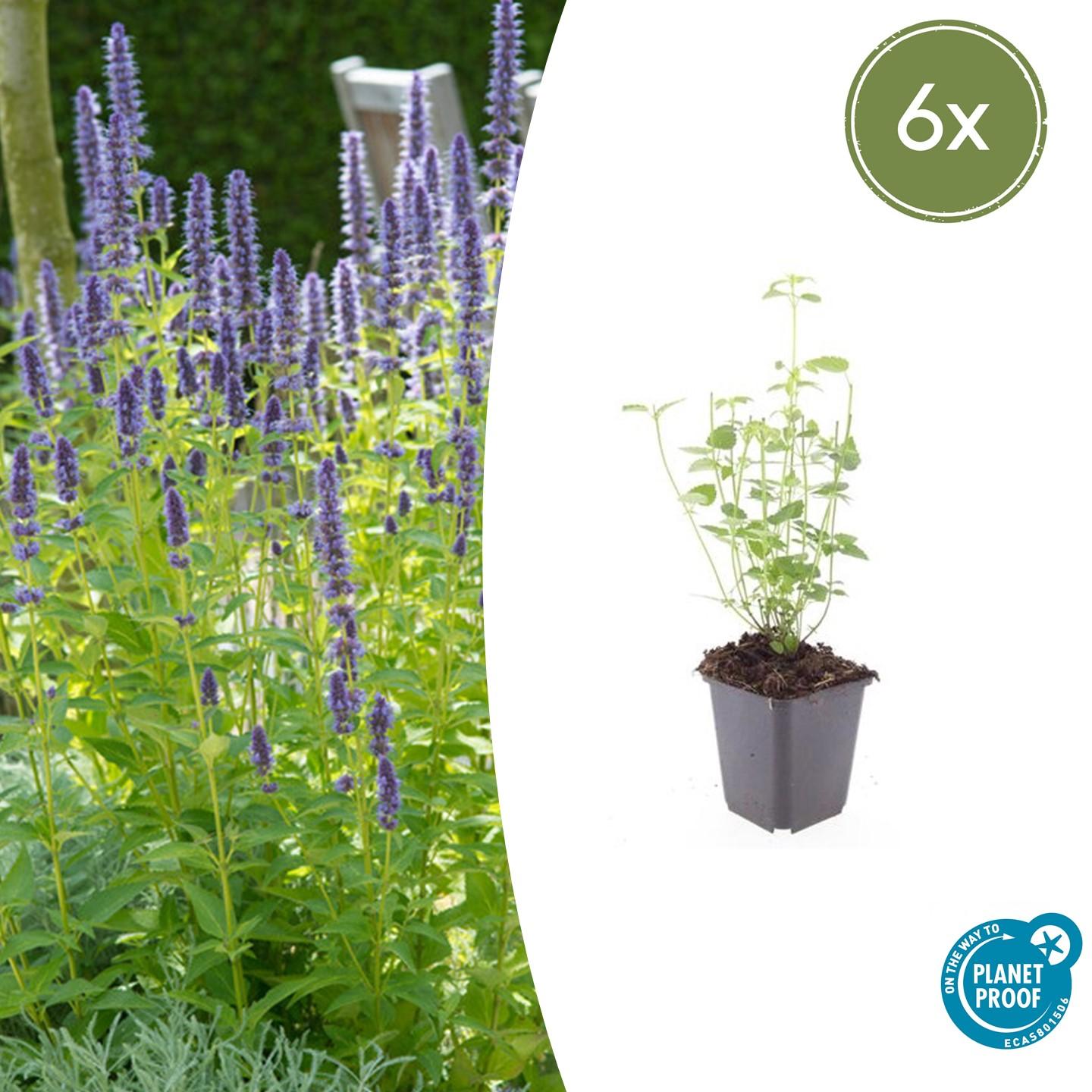 Duftnessel ‘Black Adder’ (Agastache)