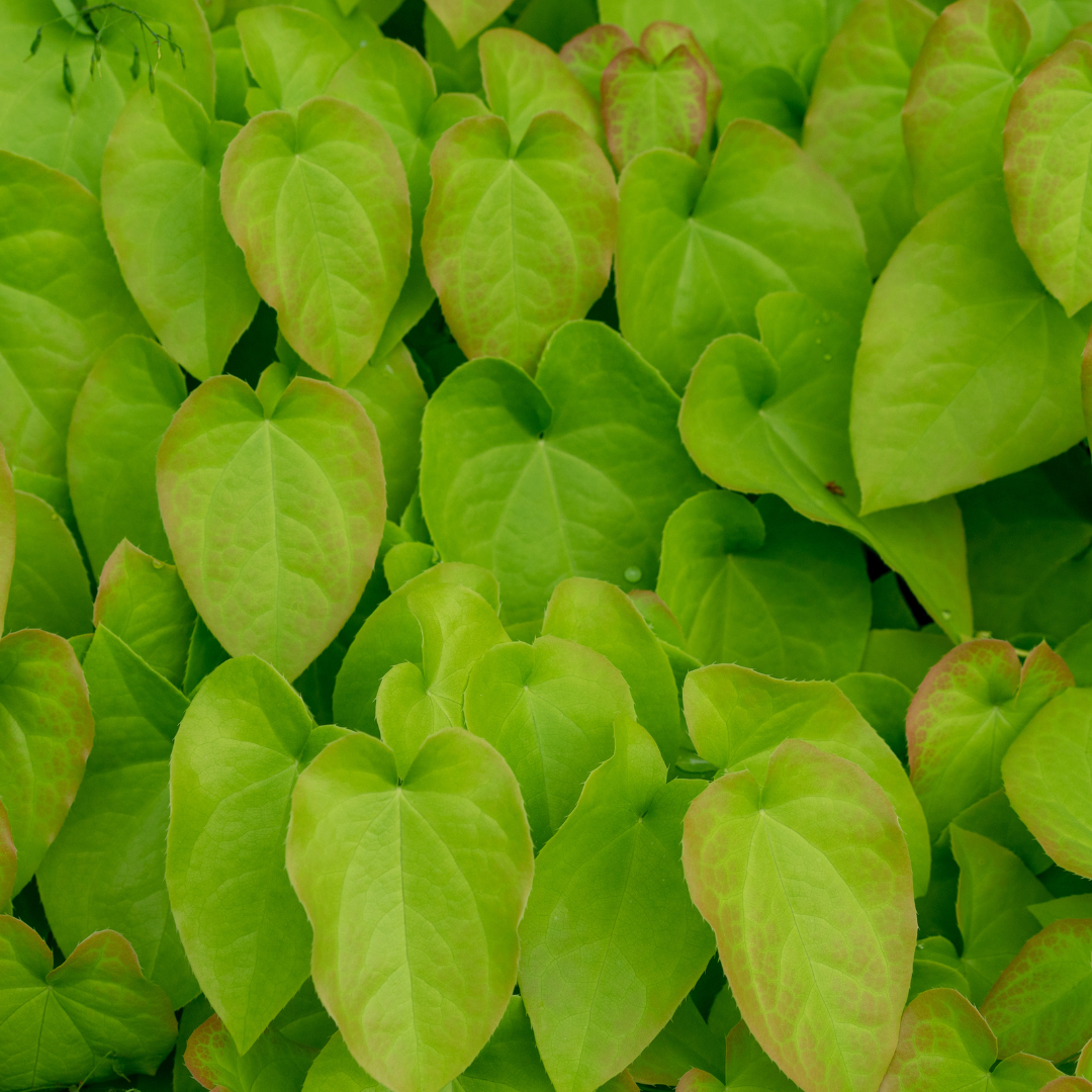 Epimedium × rubrum (Elfenblume)