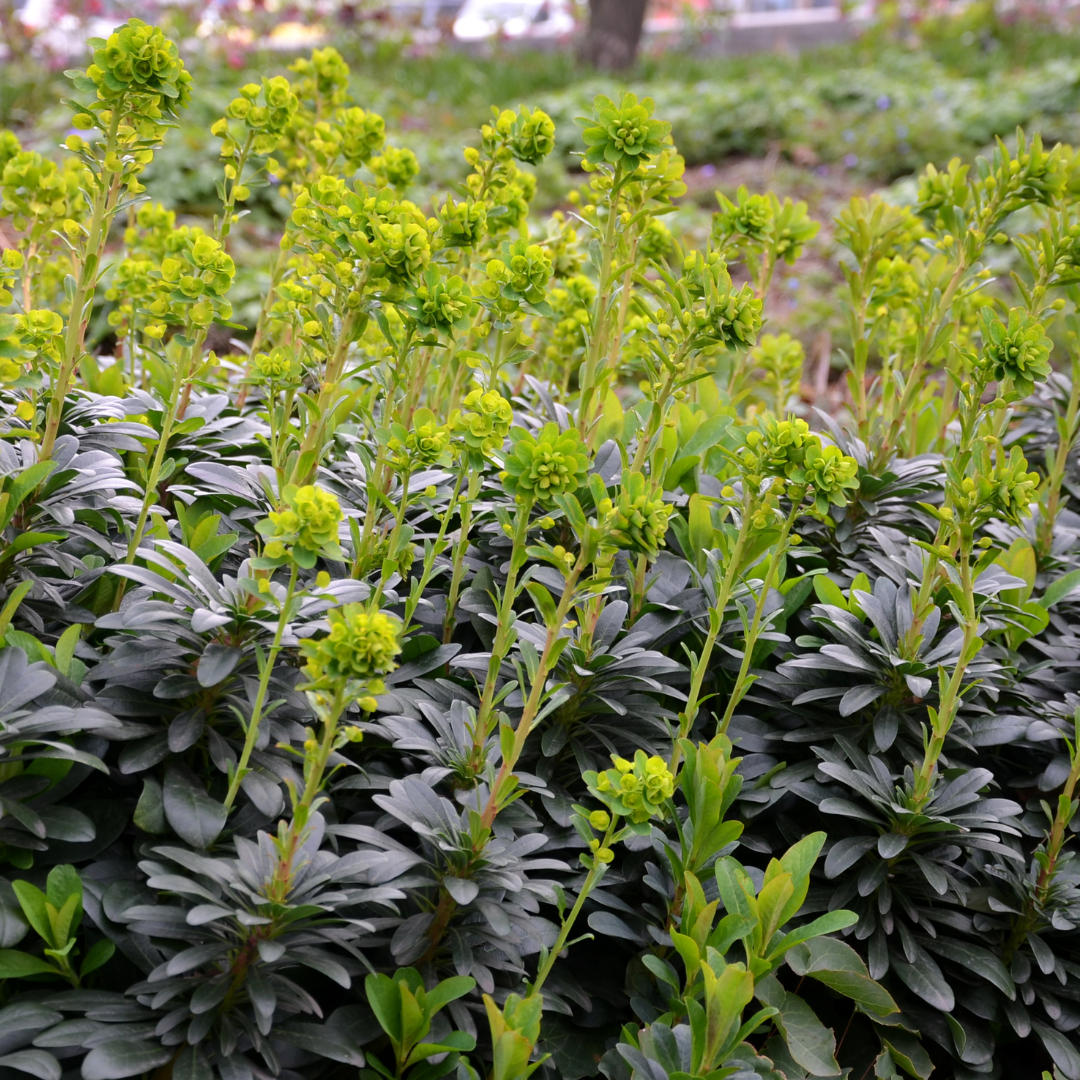Euphorbia amygdaloides ‘Robbiae’ (Immergrüne Wolfsmilch)