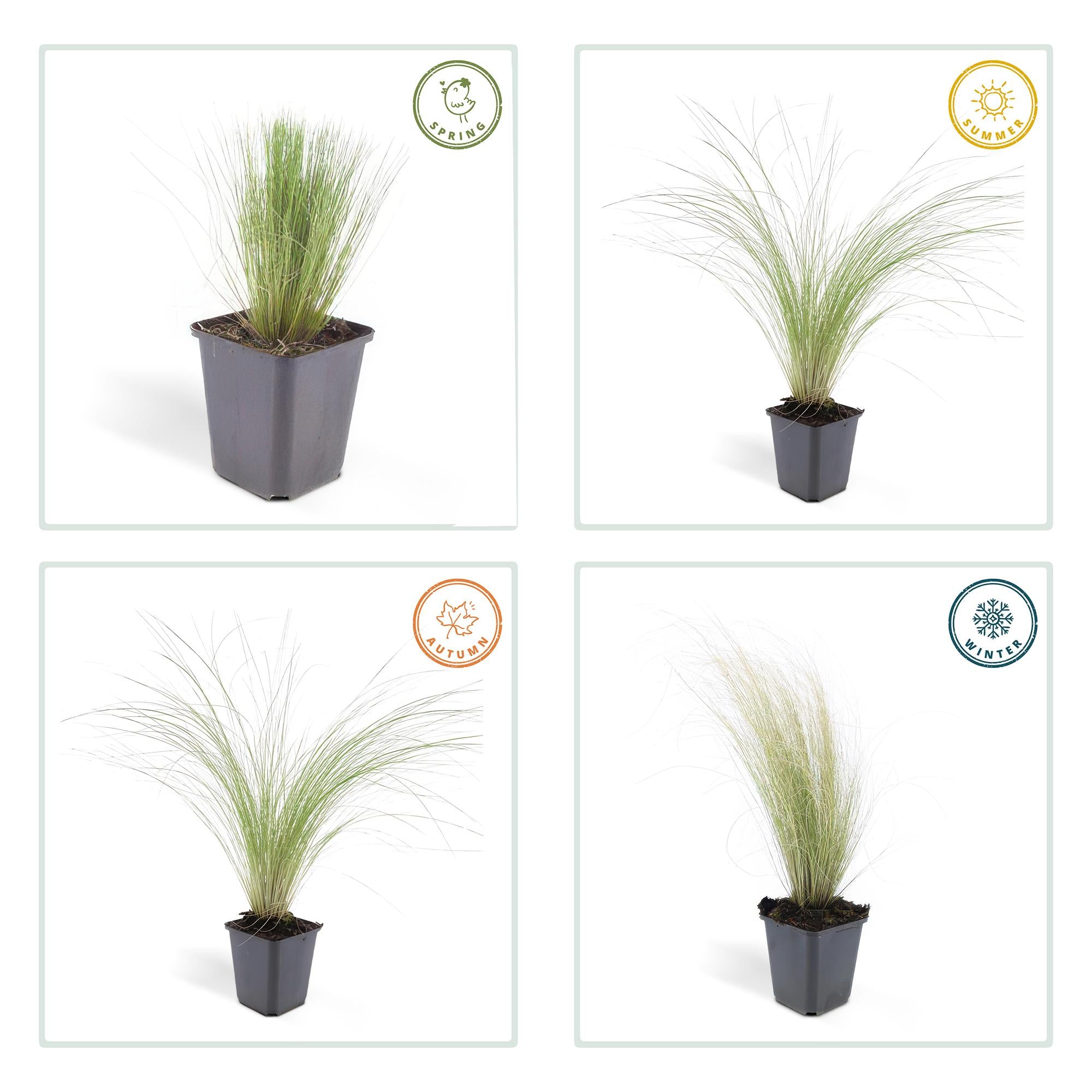 Federgras ‘Ponytails’ (Stipa tenuissima)