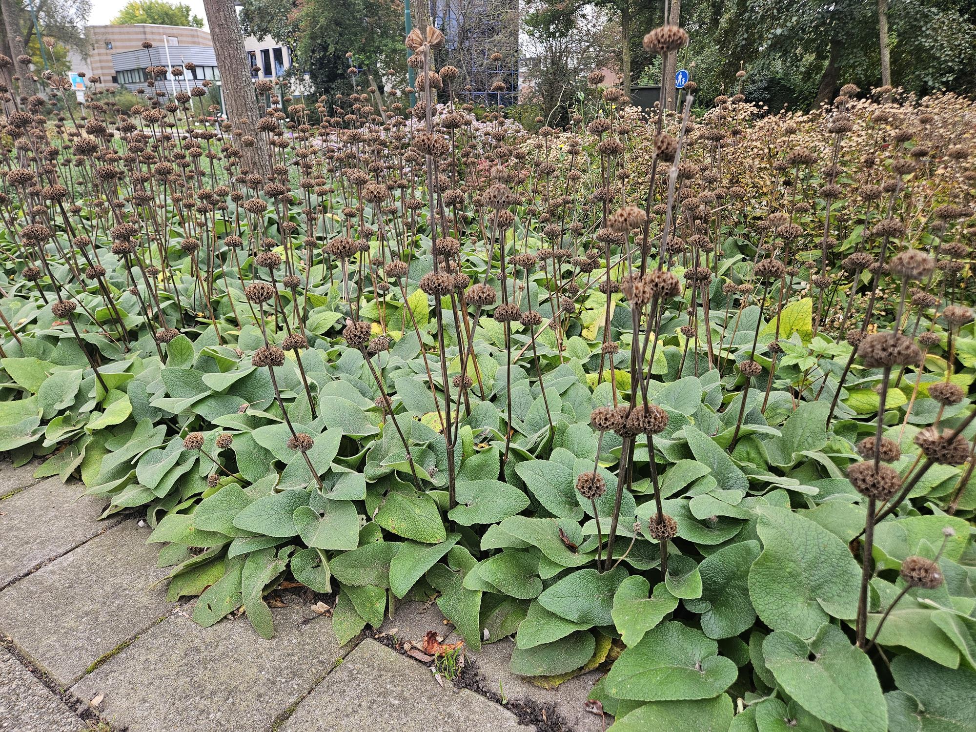 Phlomis russeliana (Brandkraut)