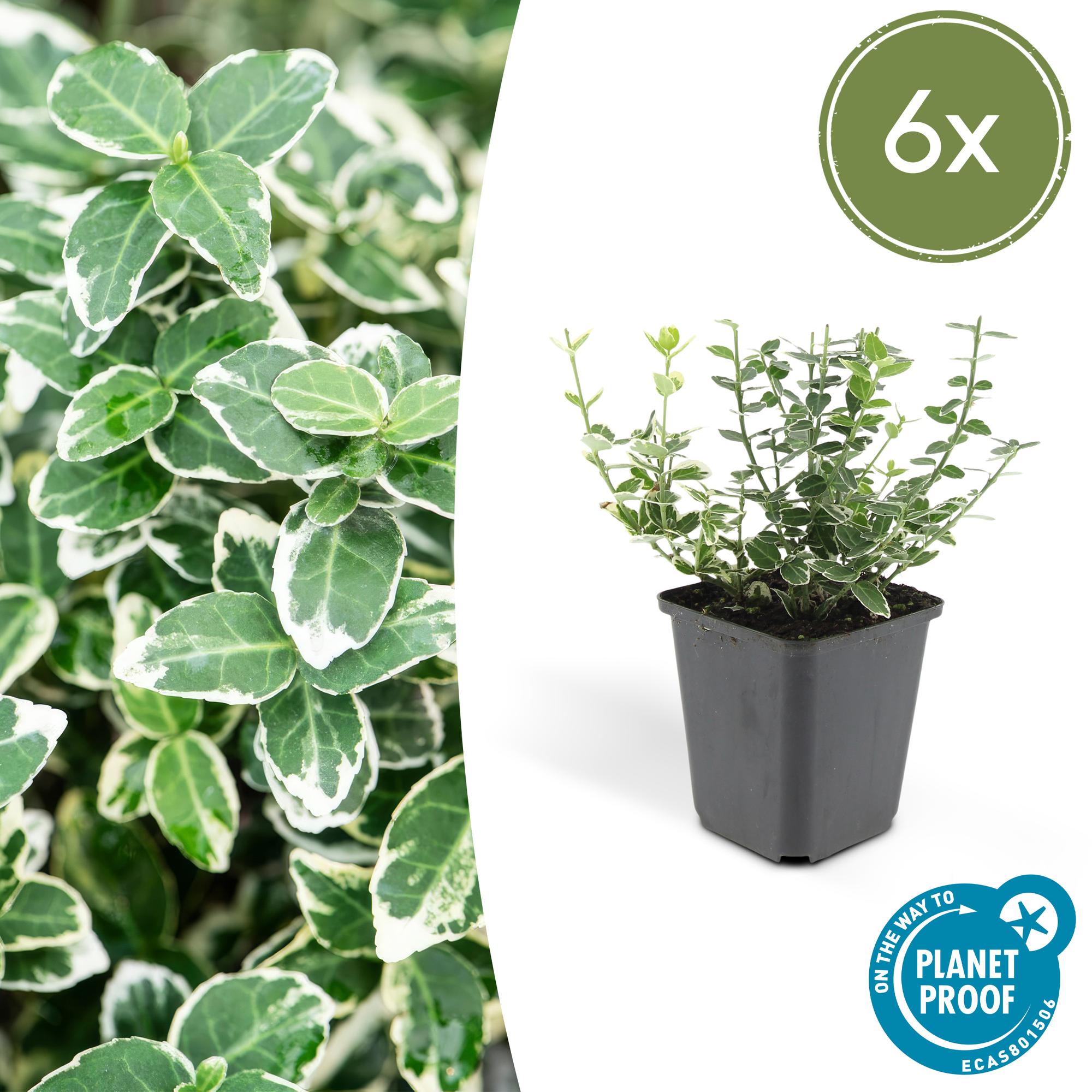 Kriechspindel ‘Emerald Gaiety’ (Euonymus fortunei)
