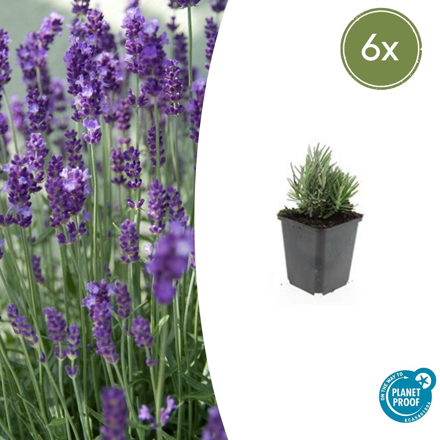 Zwerg-Lavendel ‘Dwarf Blue’ (Lavandula angustifolia)