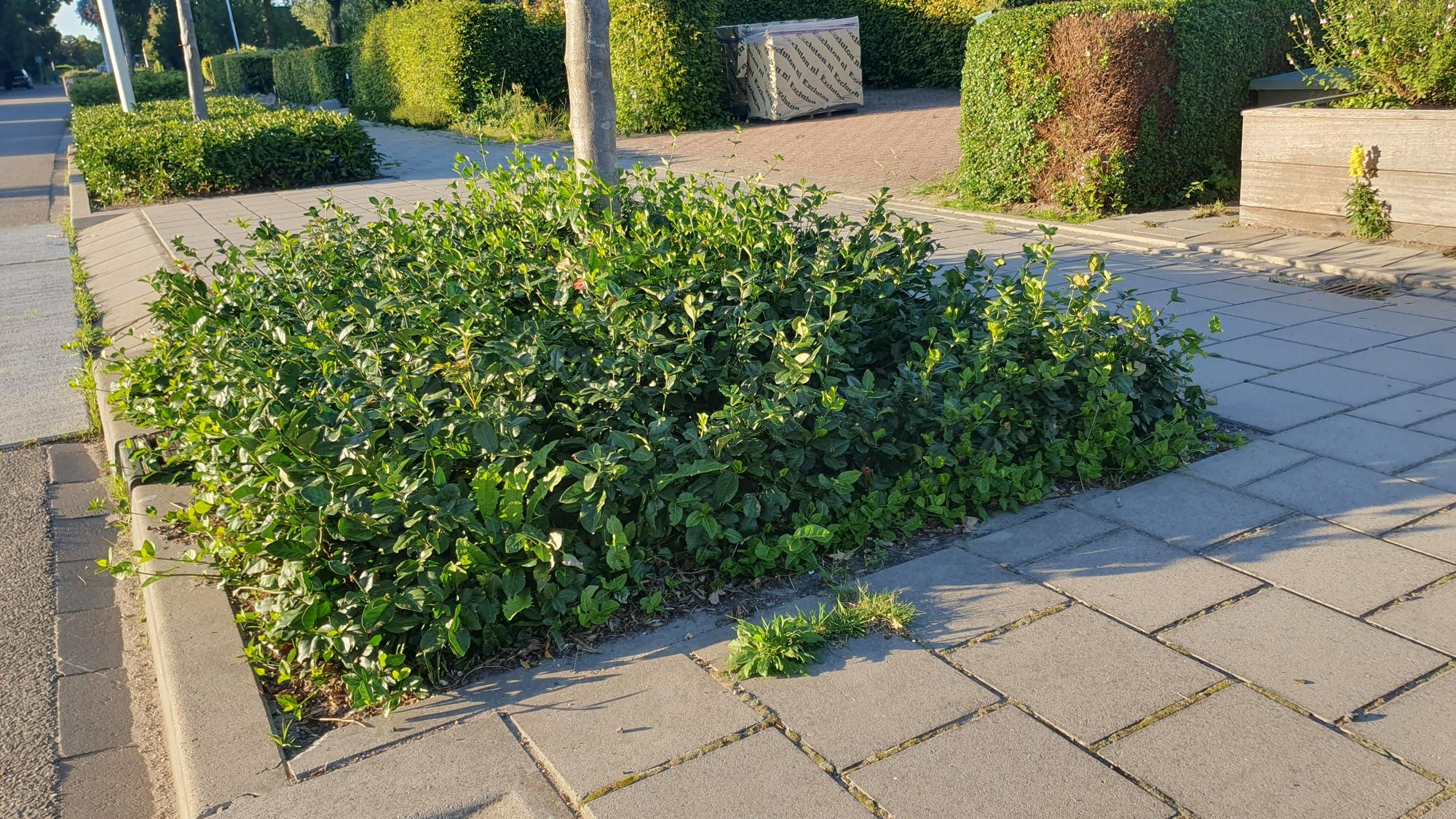 Kriechspindel ‘Coloratus’ (Euonymus fortunei)