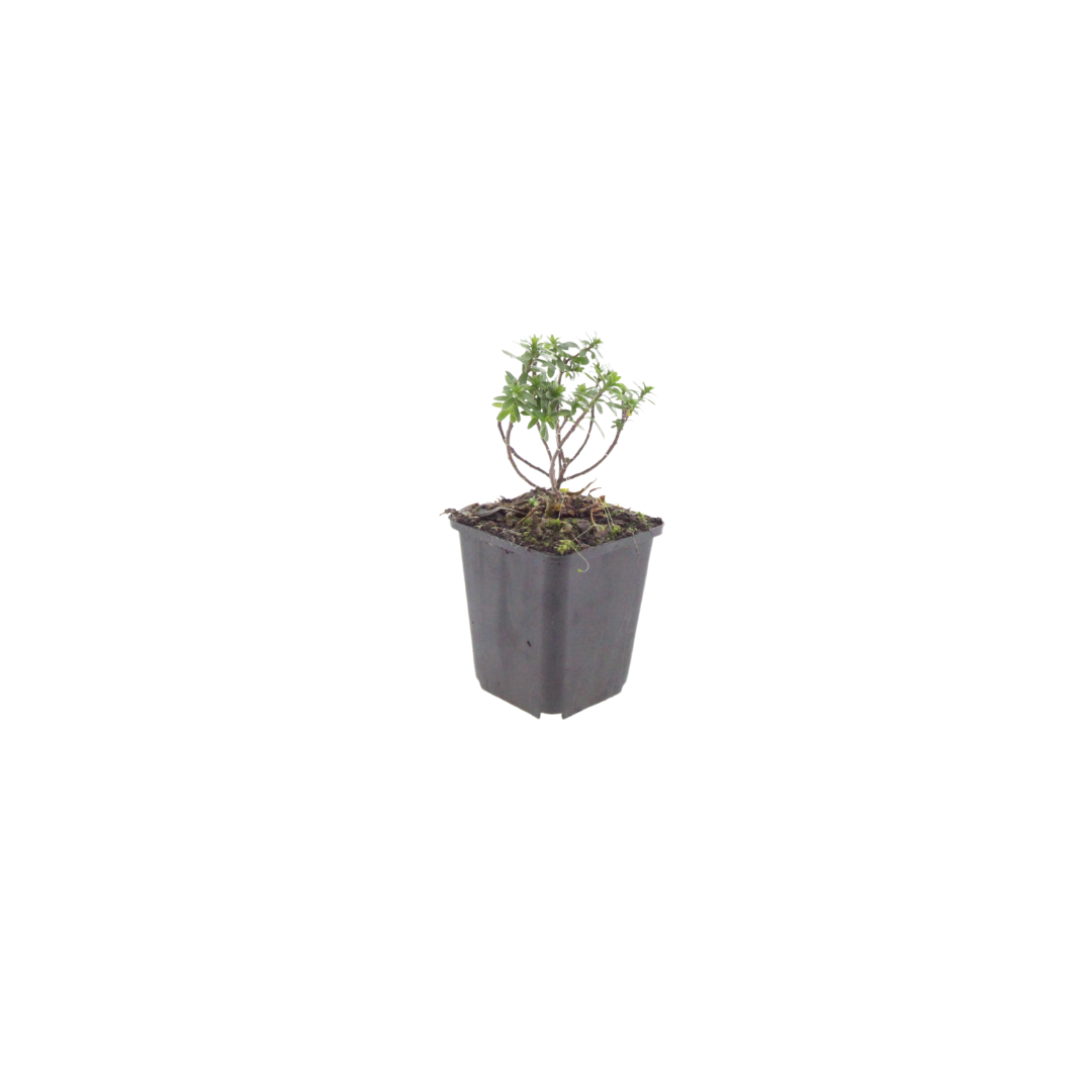 Iberis sempervirens ‘Schneeflocke’ (Schleifenblume)